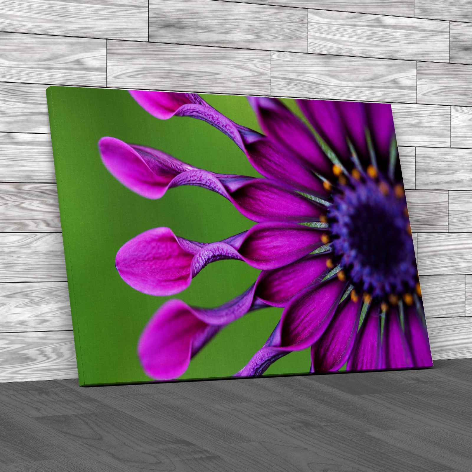 African Daisy Flower Canvas Print Large Picture Wall Art eBay