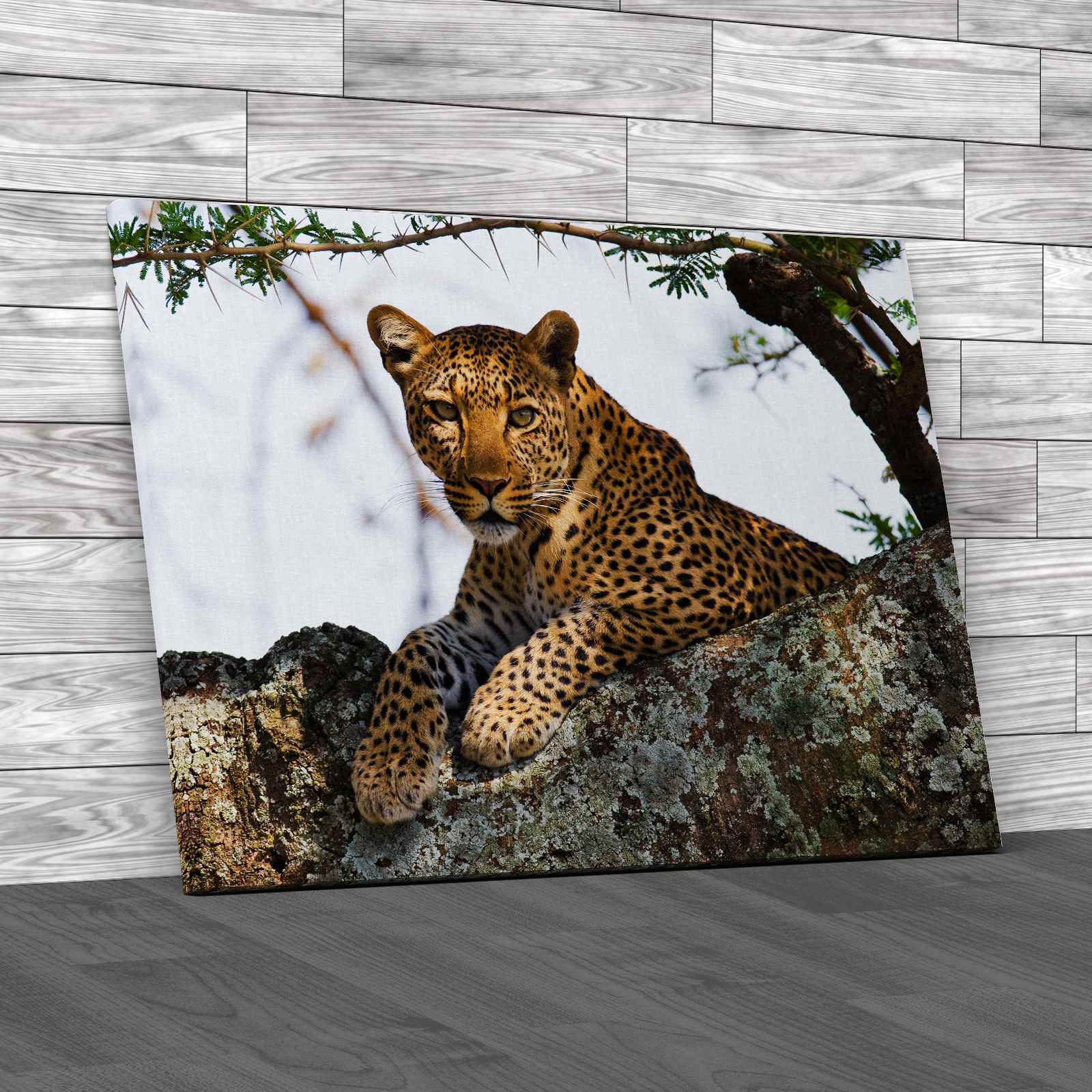 Leopard On A Tree Canvas Print Large Picture Wall Art | eBay UK