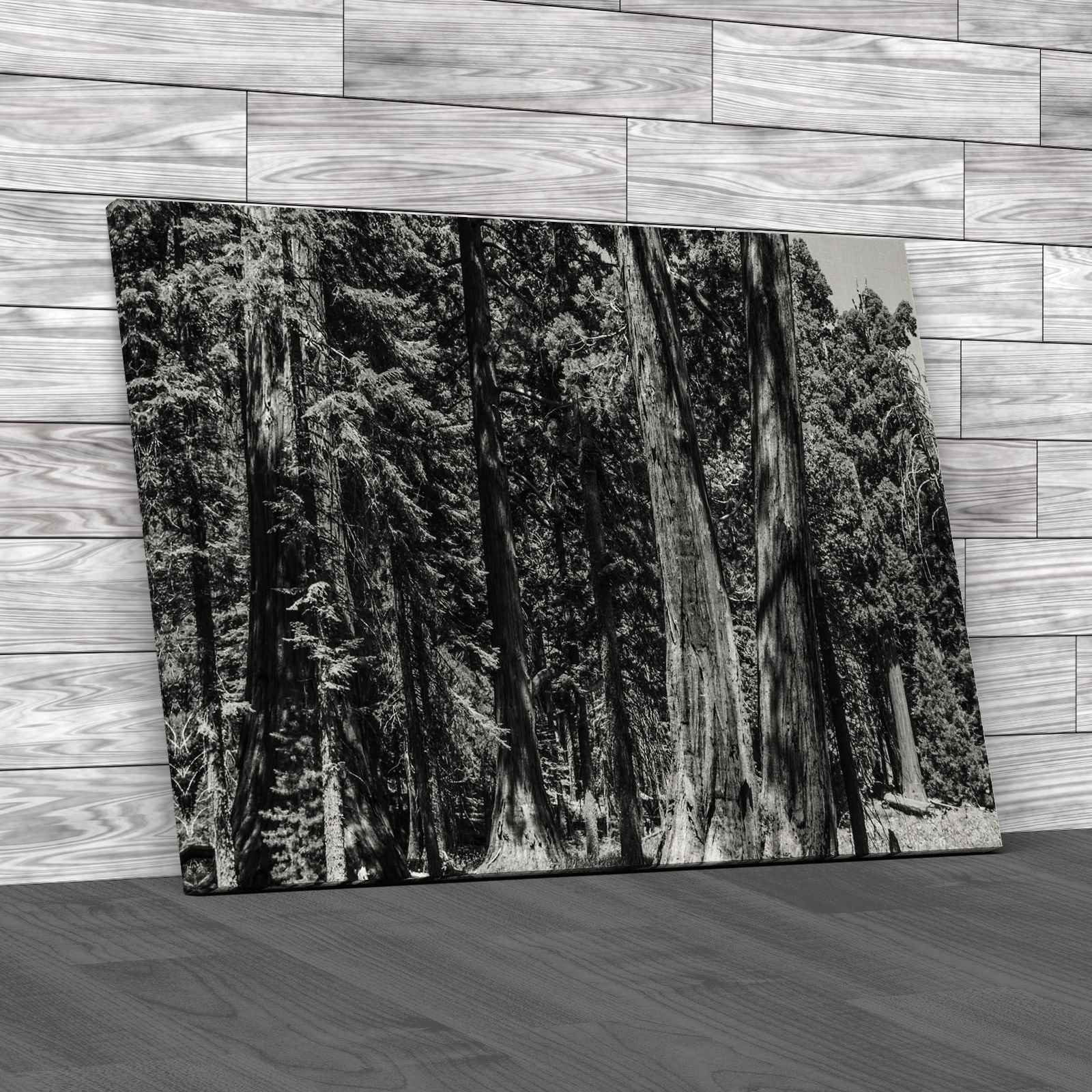 Giant Sequoia Trees California Canvas Print Large Picture Wall Art