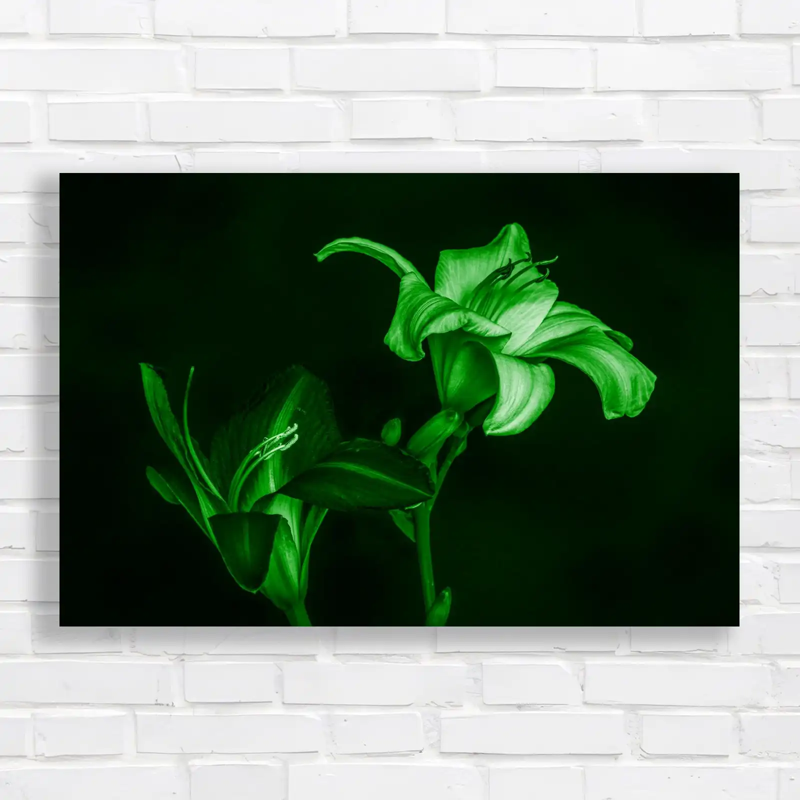 Vibrant Contrast Lily Flower Canvas Print Large Picture Wall Art