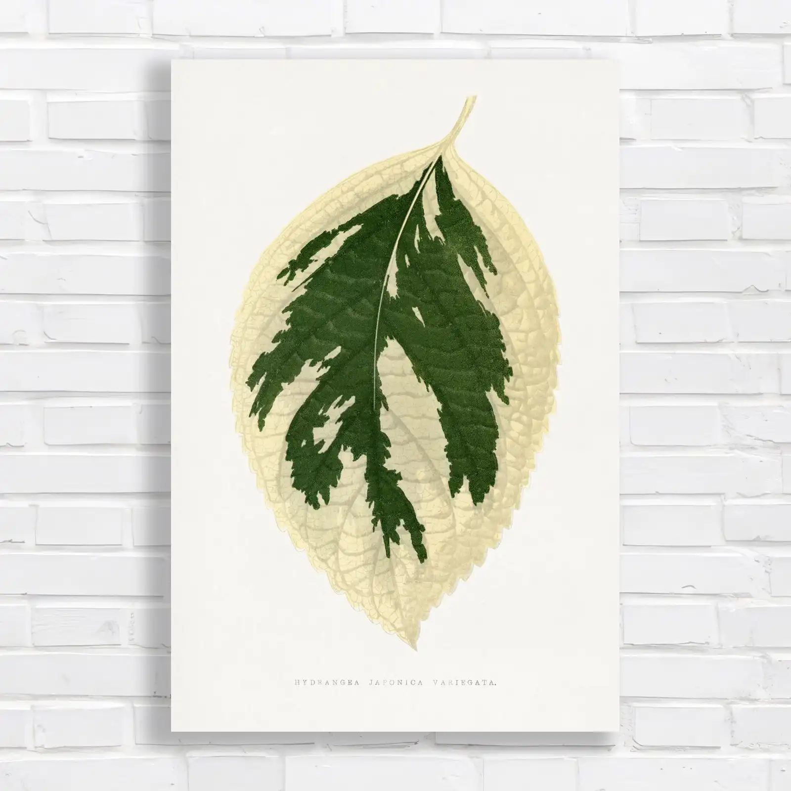 Hydrangea Japonica Variegata Leaf Canvas Print Large Picture Wall Art