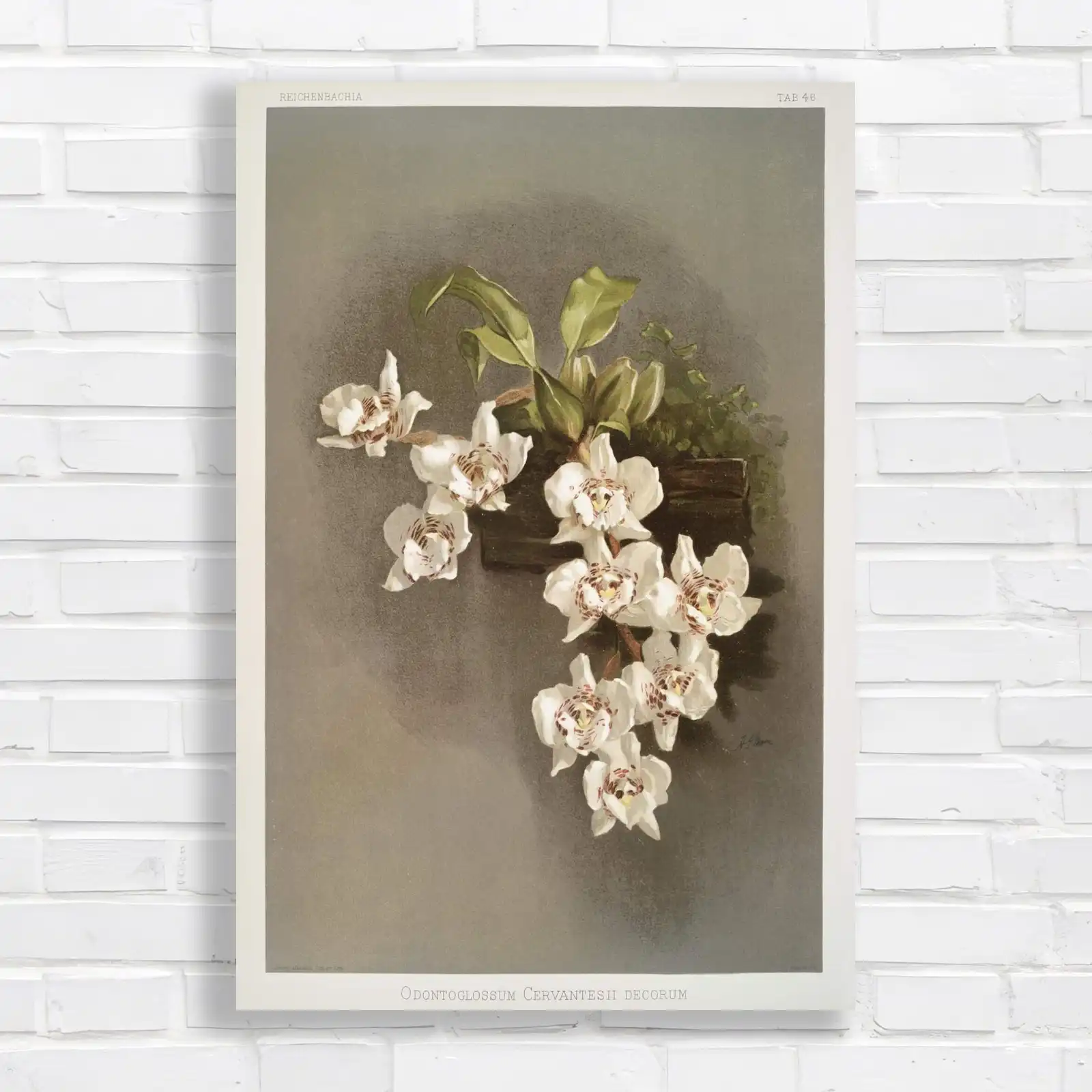 Elegant Orchid Botanical Canvas Print Large Picture Wall Art