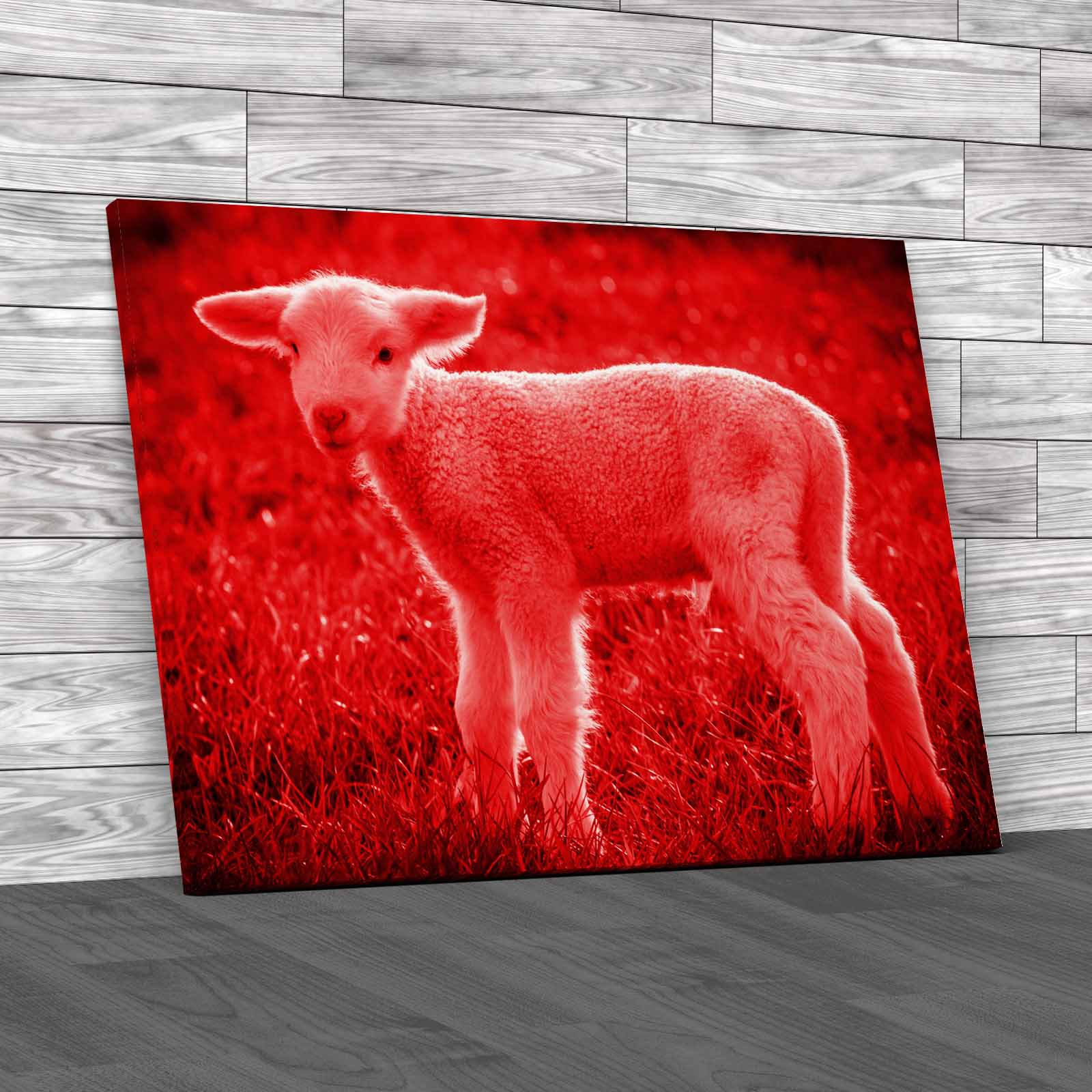 A White Suffolk Lamb Sheep Canvas Print Large Picture Wall Art