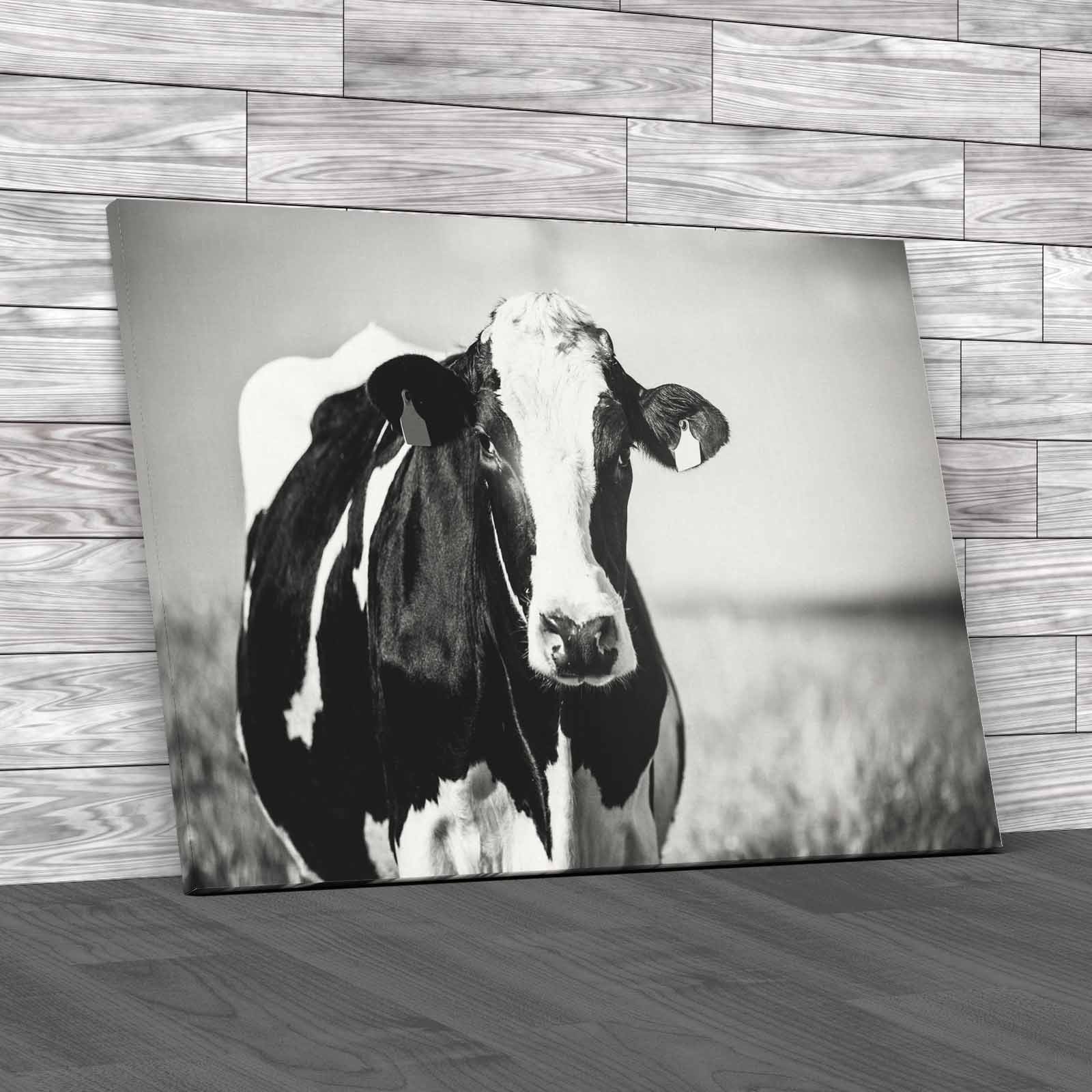 Dairy Cow On The Countryside Canvas Print Large Picture Wall Art - Picture 3 of 12