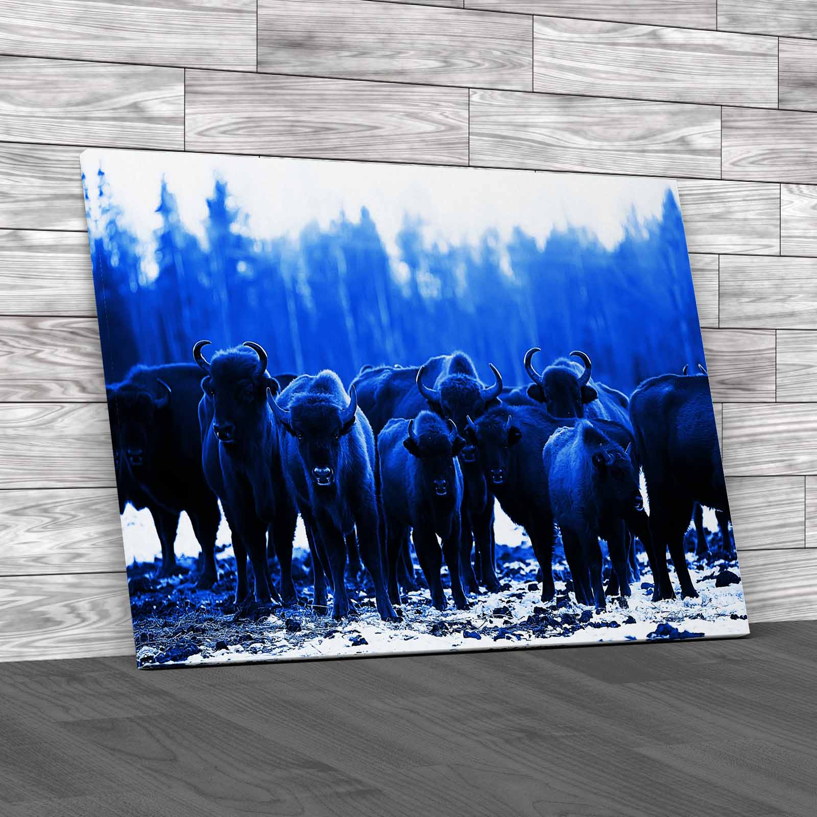 Exploring The Winter Habits Of Buffalo Animals Canvas Print Large Picture Wall - Picture 5 of 12