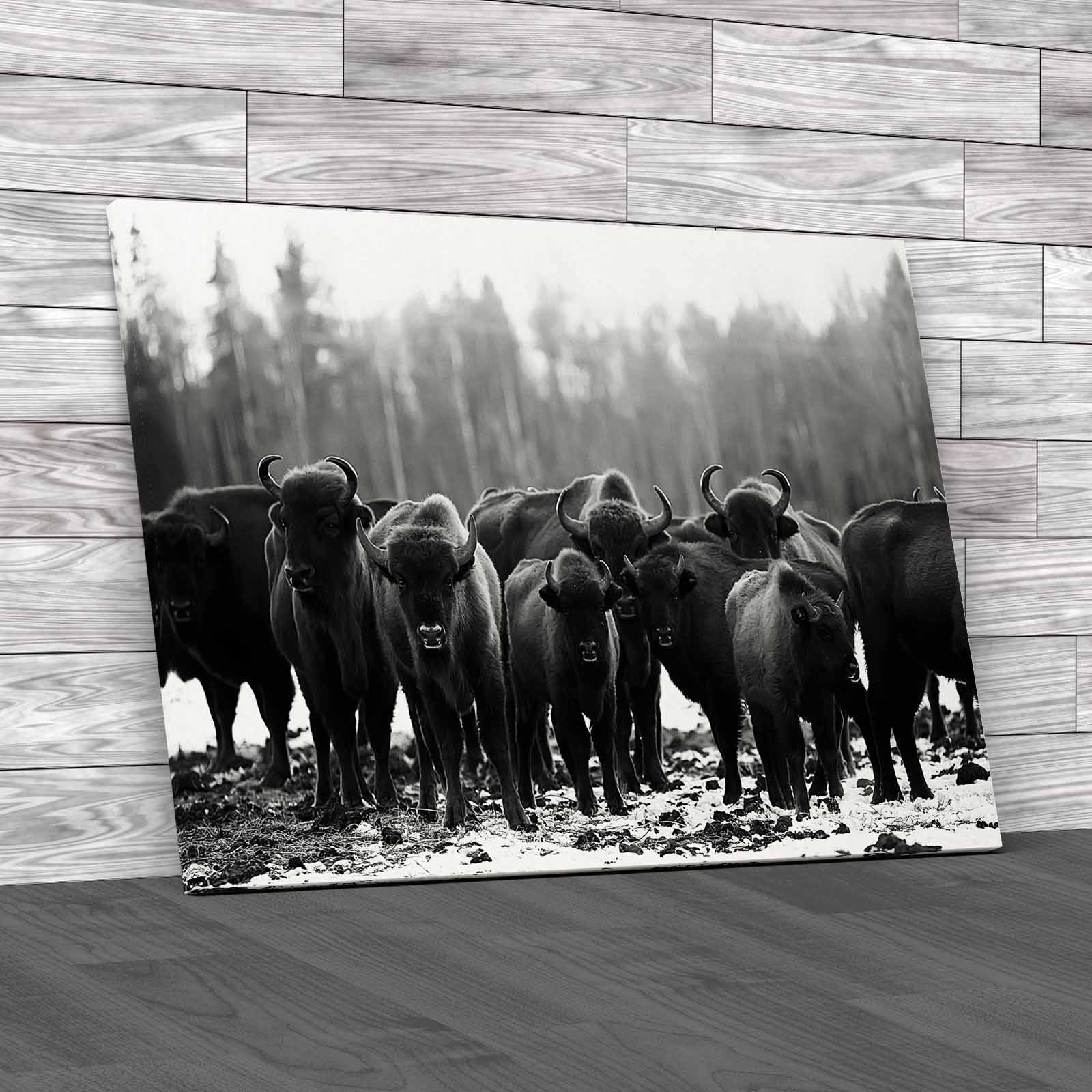 Exploring The Winter Habits Of Buffalo Animals Canvas Print Large Picture Wall - Picture 3 of 12