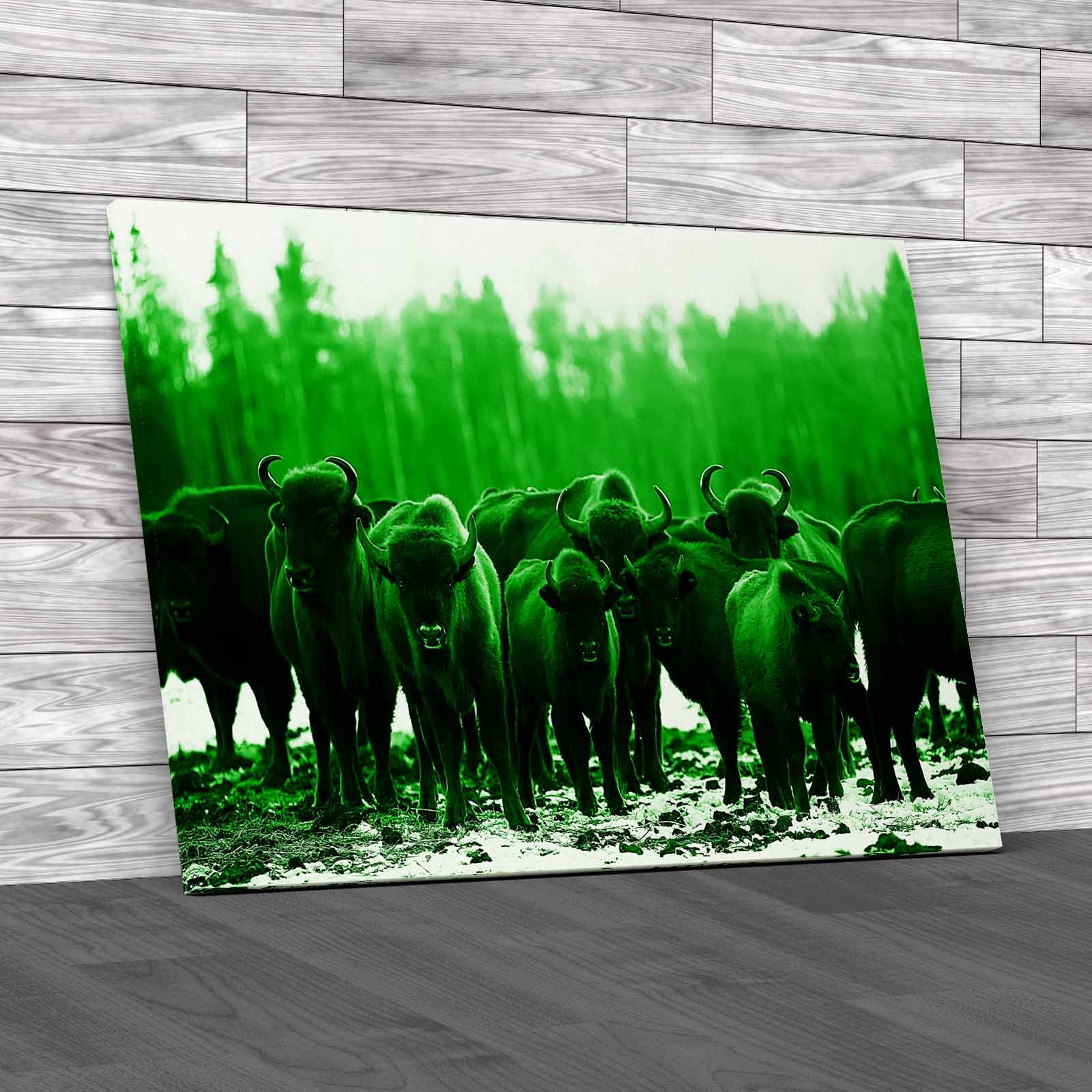 Exploring The Winter Habits Of Buffalo Animals Canvas Print Large Picture Wall - Picture 7 of 12
