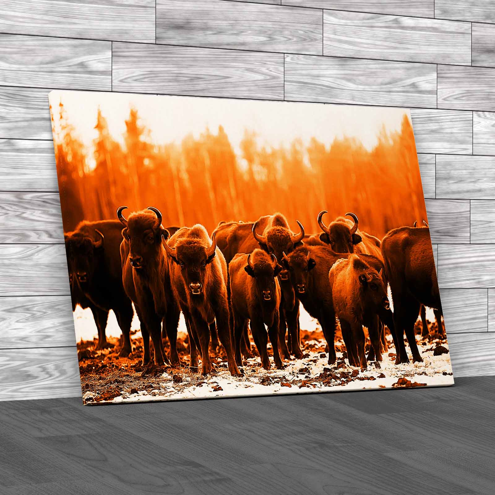 Exploring The Winter Habits Of Buffalo Animals Canvas Print Large Picture Wall - Picture 11 of 12
