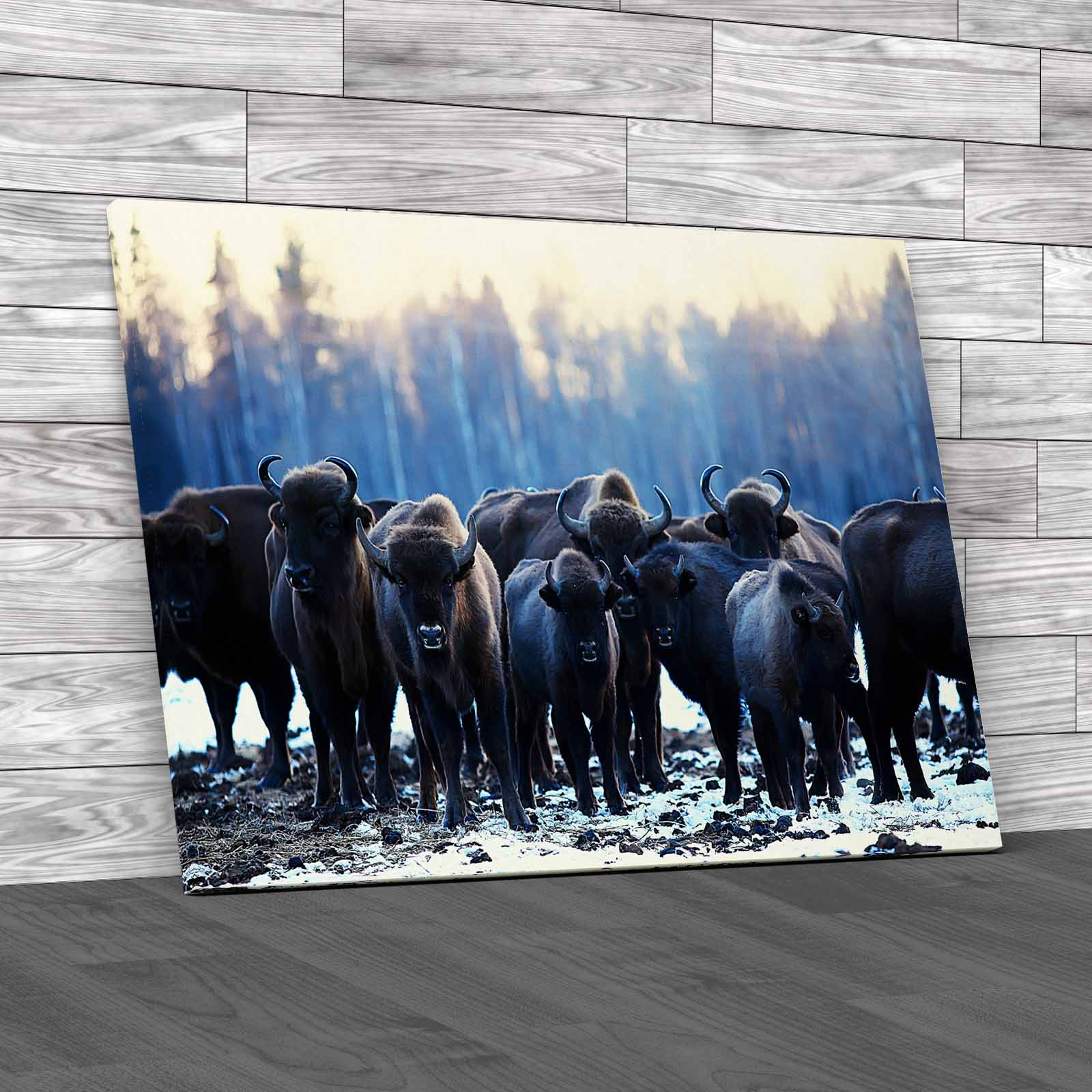 Exploring The Winter Habits Of Buffalo Animals Canvas Print Large Picture Wall - Picture 2 of 12