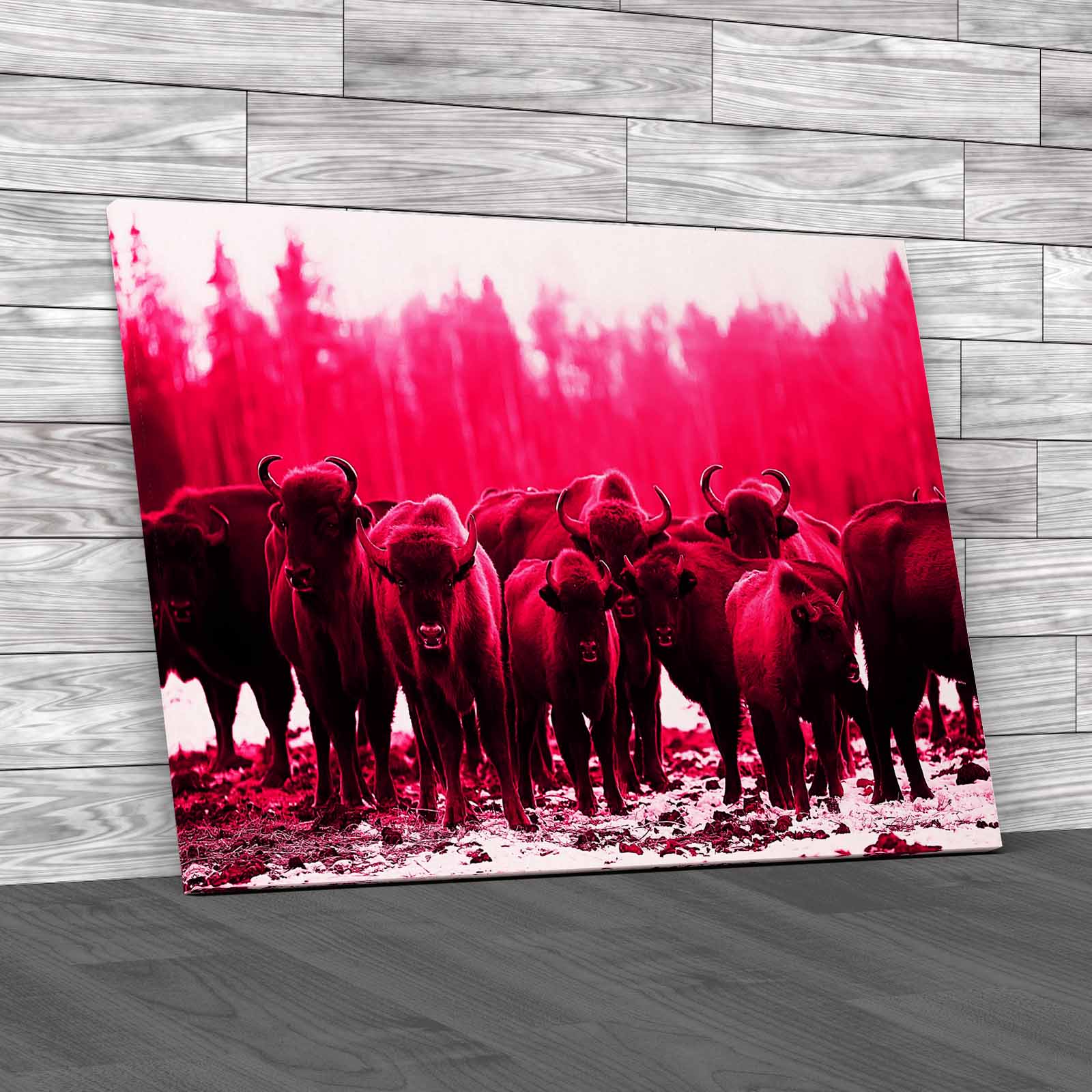 Exploring The Winter Habits Of Buffalo Animals Canvas Print Large Picture Wall - Picture 9 of 12