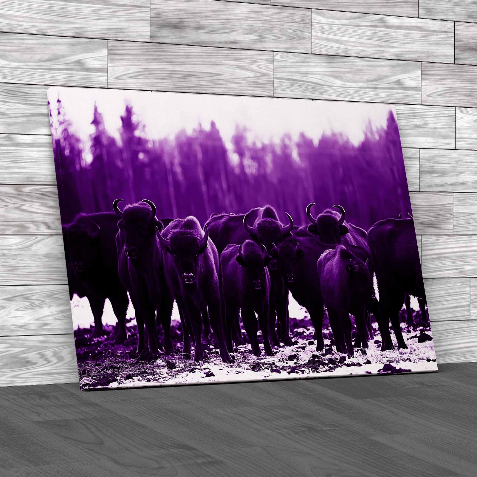 Exploring The Winter Habits Of Buffalo Animals Canvas Print Large Picture Wall - Picture 8 of 12