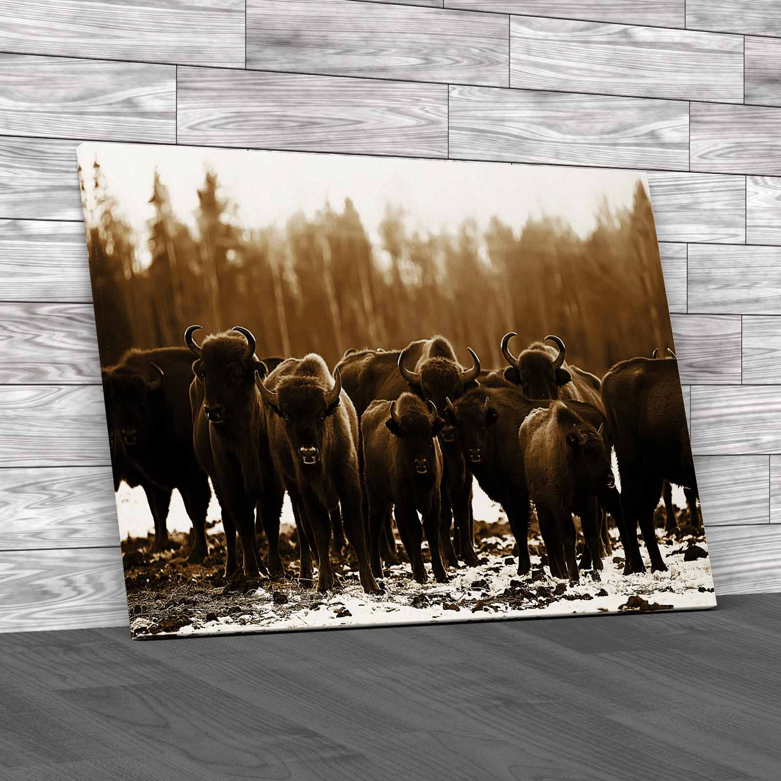 Exploring The Winter Habits Of Buffalo Animals Canvas Print Large Picture Wall - Picture 12 of 12