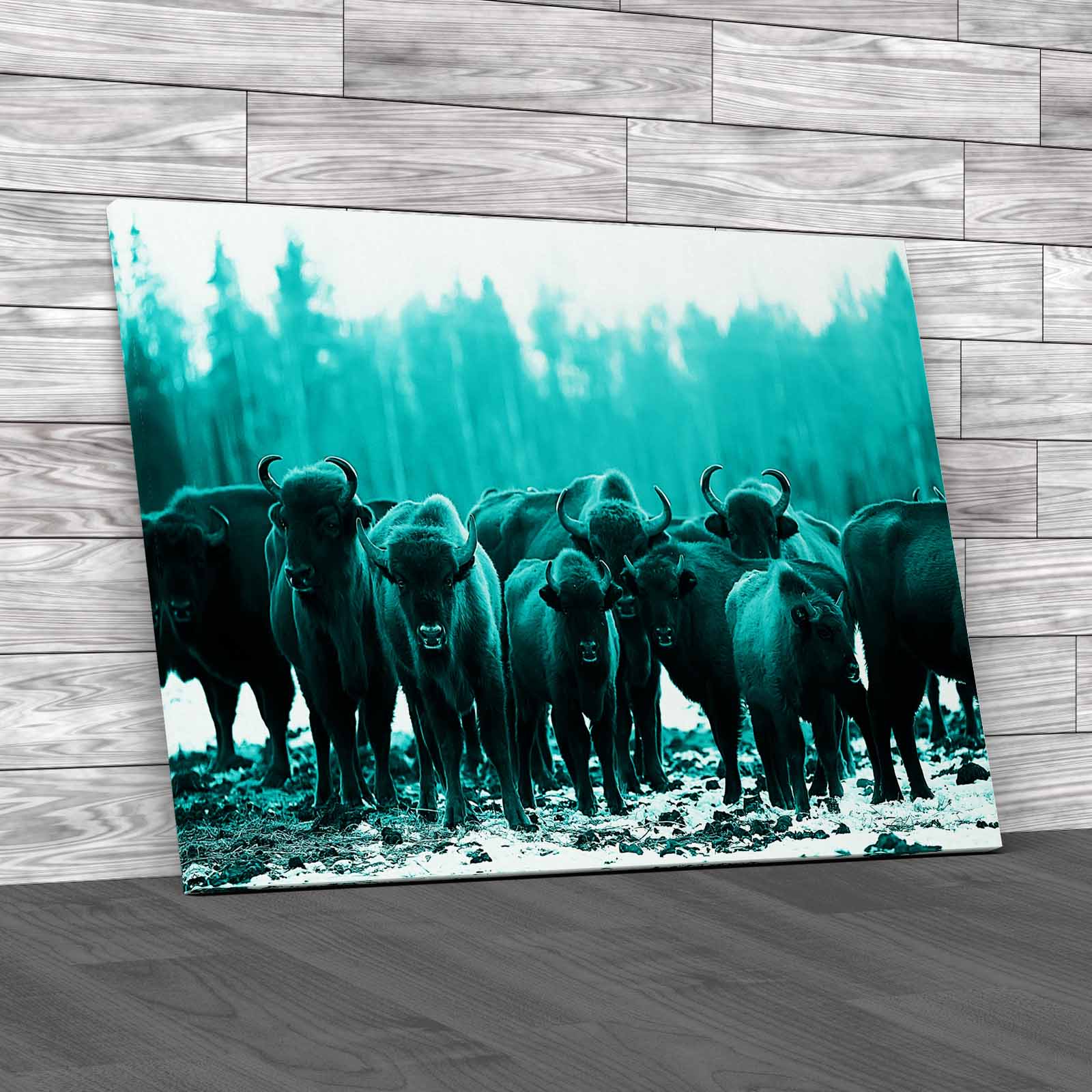 Exploring The Winter Habits Of Buffalo Animals Canvas Print Large Picture Wall - Picture 6 of 12