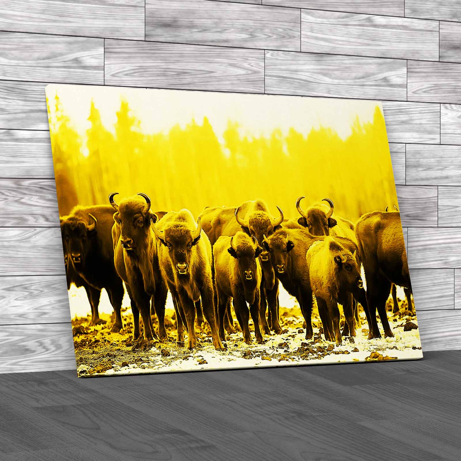 Exploring The Winter Habits Of Buffalo Animals Canvas Print Large Picture Wall - Picture 10 of 12