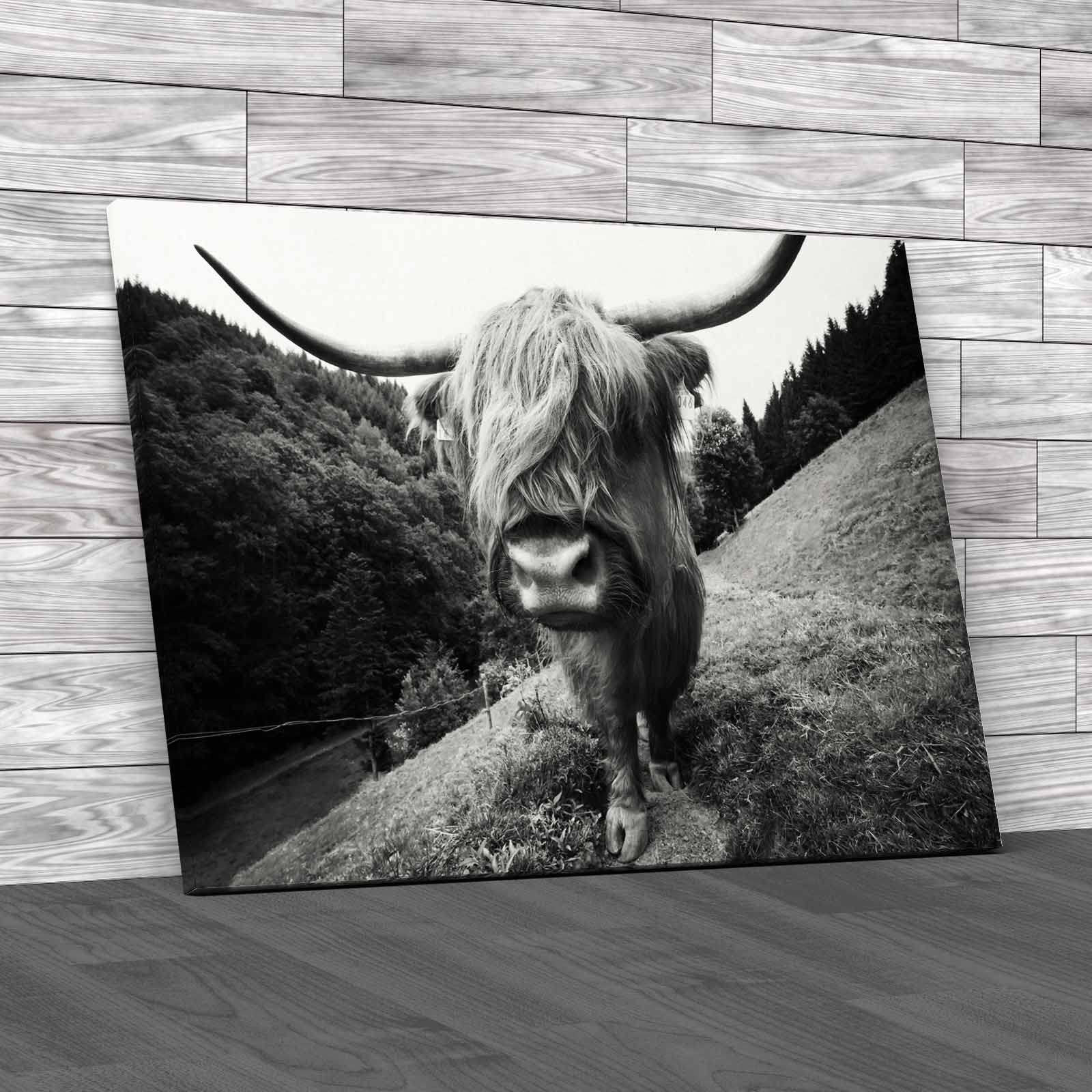 Discover The Beauty Of Highland Cow Wildlife Canvas Print Large Picture Wall Art - Picture 3 of 12