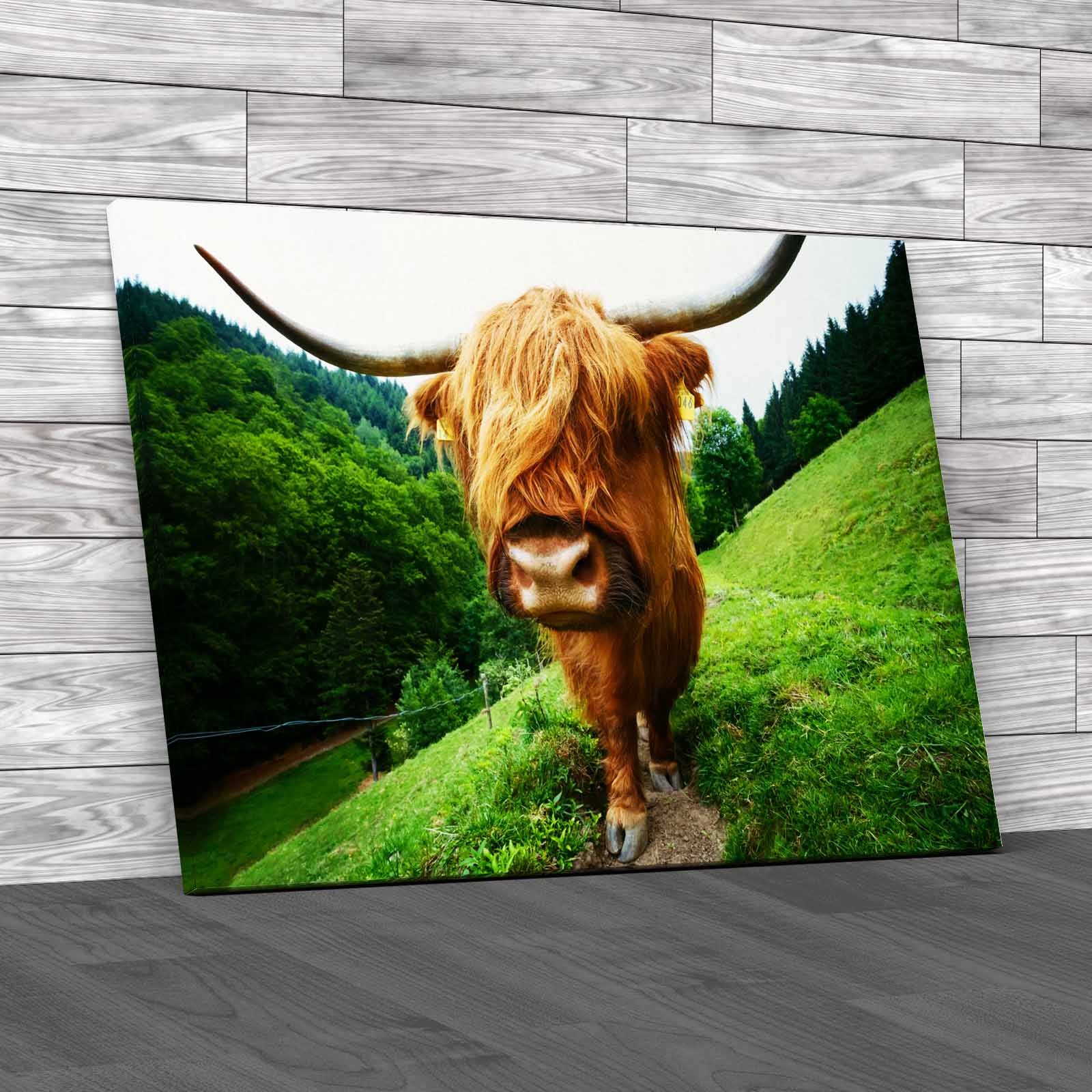 Discover The Beauty Of Highland Cow Wildlife Canvas Print Large Picture Wall Art - Picture 2 of 12