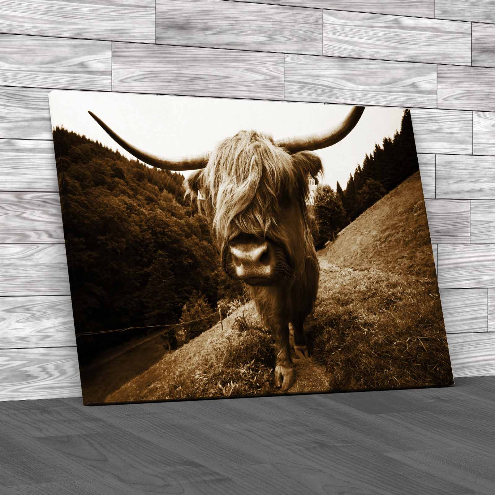 Discover The Beauty Of Highland Cow Wildlife Canvas Print Large Picture Wall Art - Picture 12 of 12