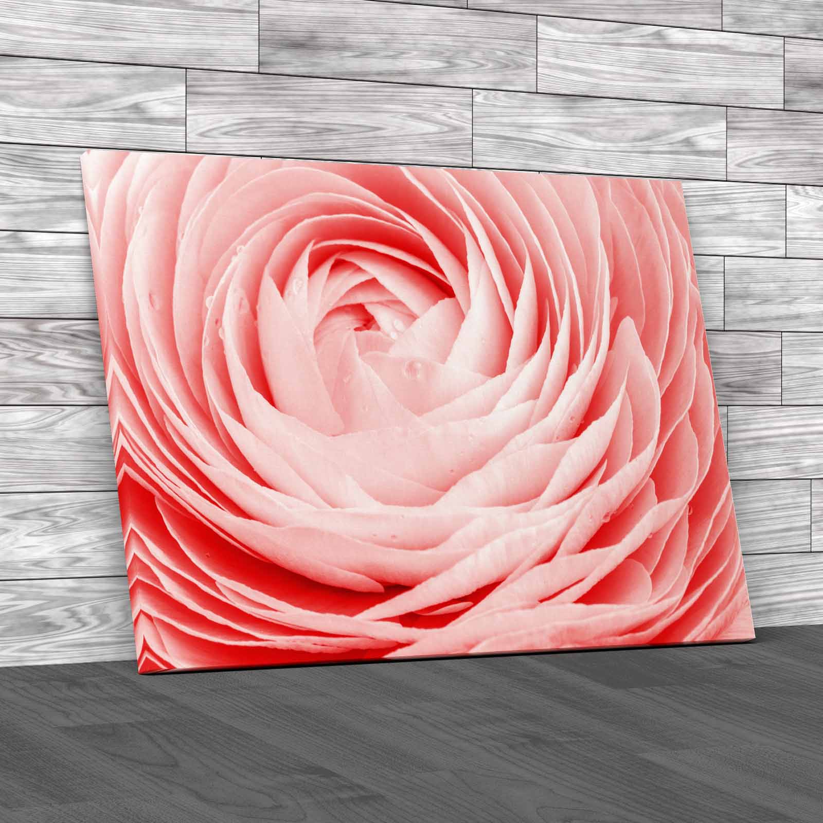 Delicate Layered Peony Flower With Dew Drops Canvas Print Large Picture Wall Art