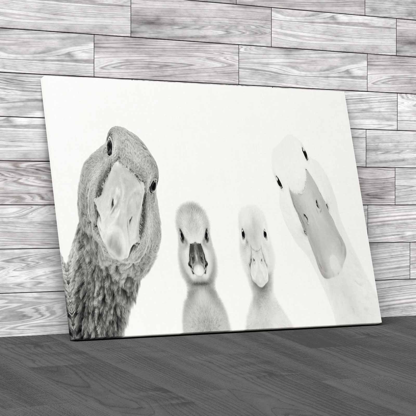Cute Goose Gosling Duck Duckling Animals Portrait Canvas Print Large Picture - Picture 3 of 12