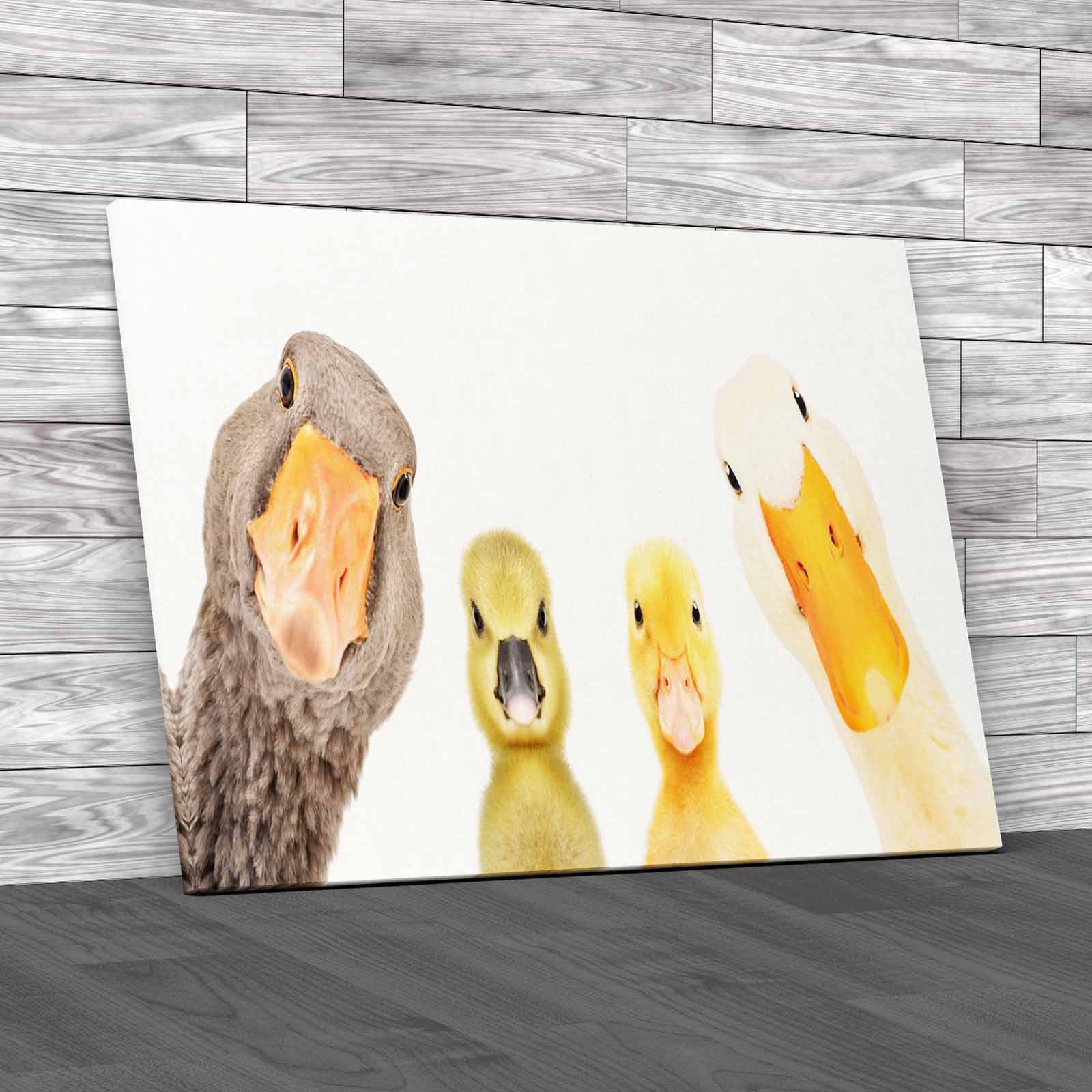 Cute Goose Gosling Duck Duckling Animals Portrait Canvas Print Large Picture - Picture 2 of 12