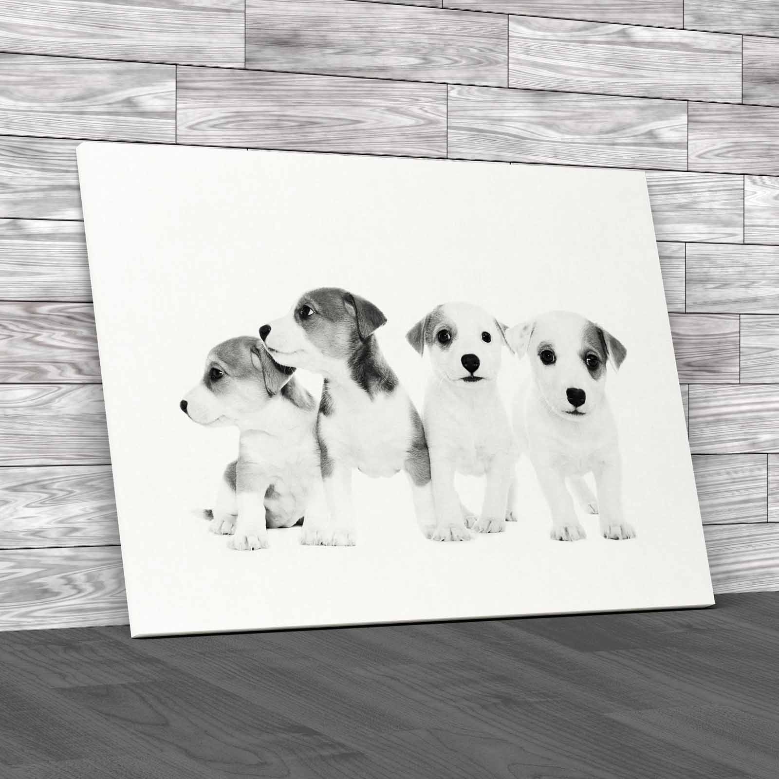 Adorable 2monthold Jack Russell Puppies For Sale Canvas Print Large Picture