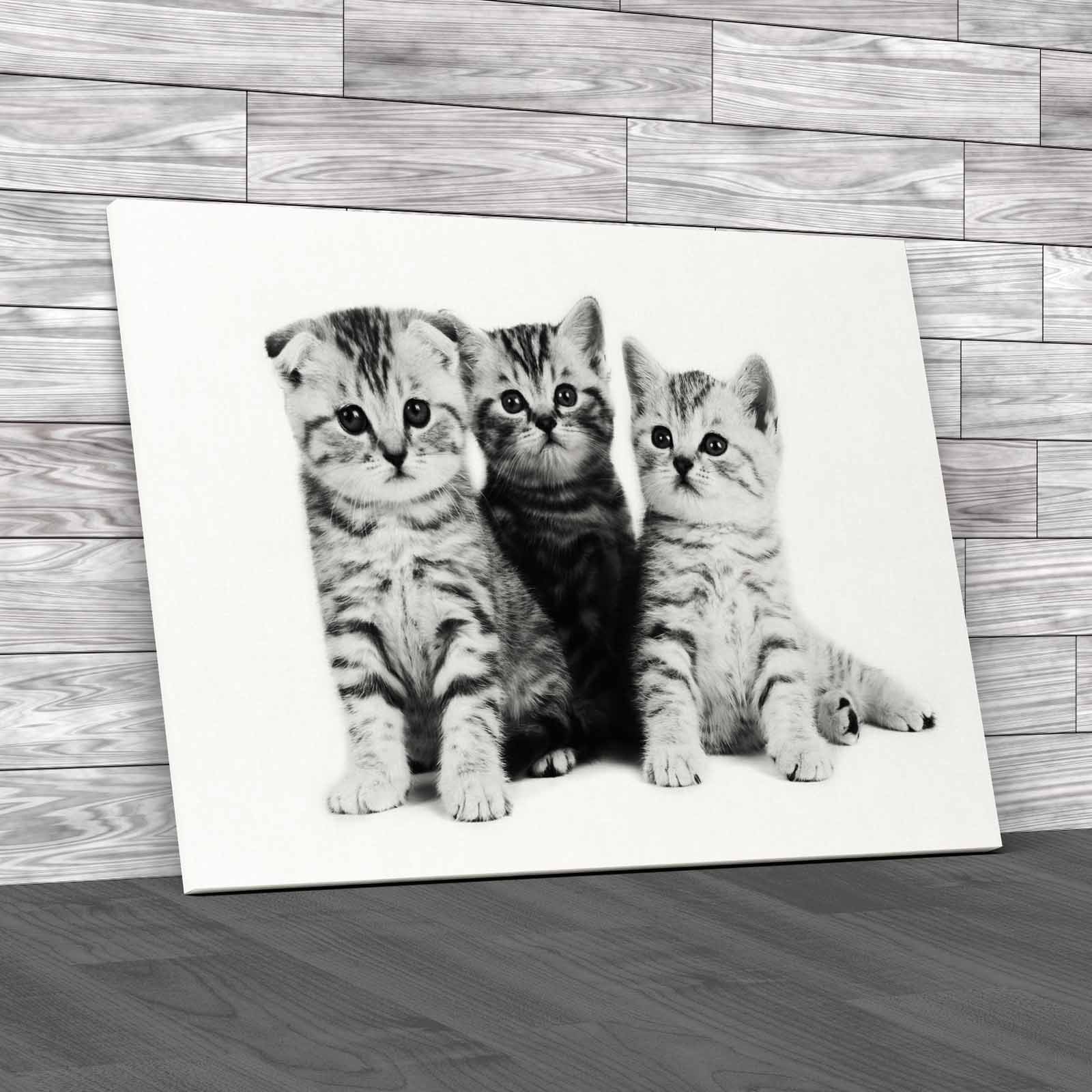 Adorable Kittens Family For Sale Canvas Print Large Picture Wall Art