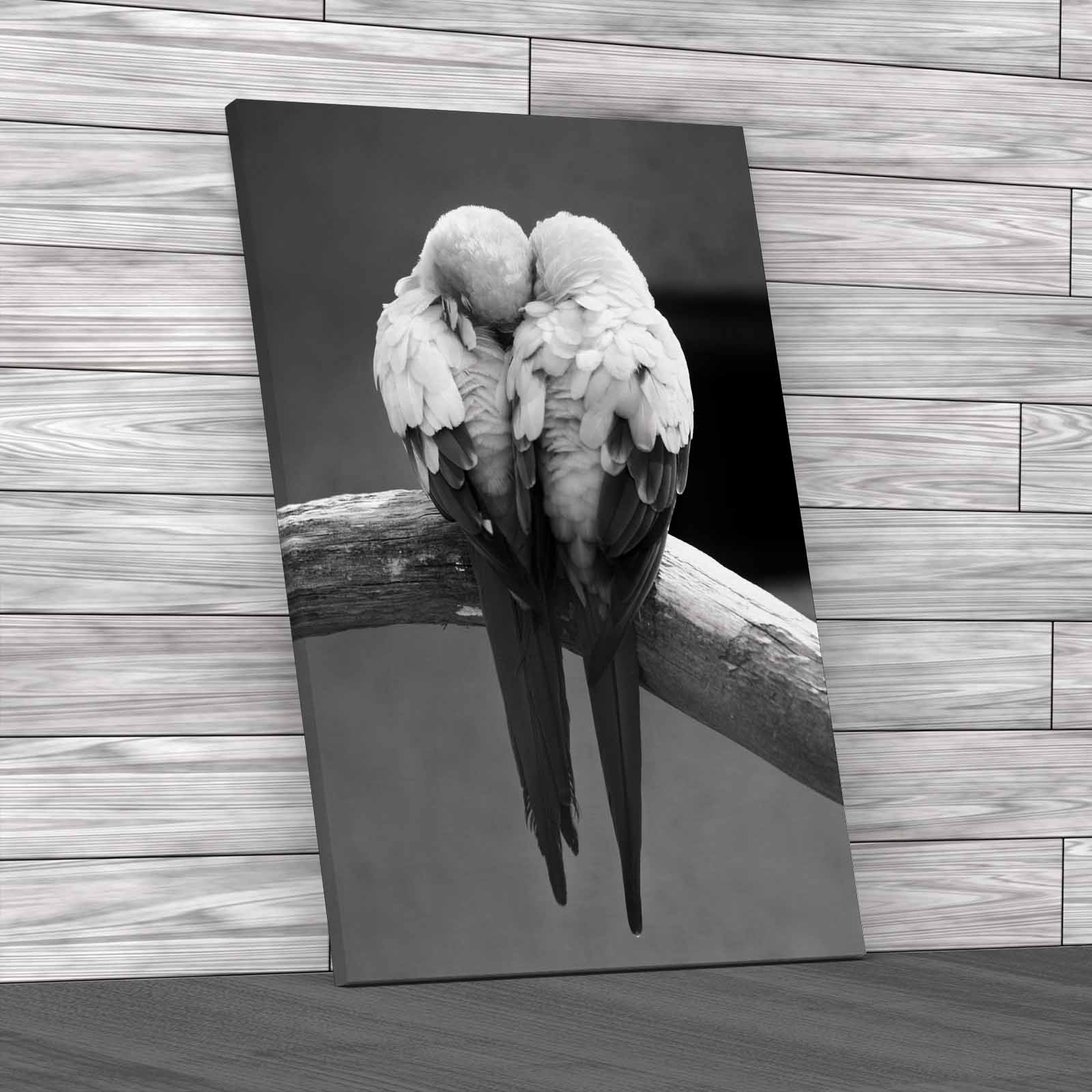 Cute Lovebirds Cuddling For Sale Canvas Print Large Picture Wall Art