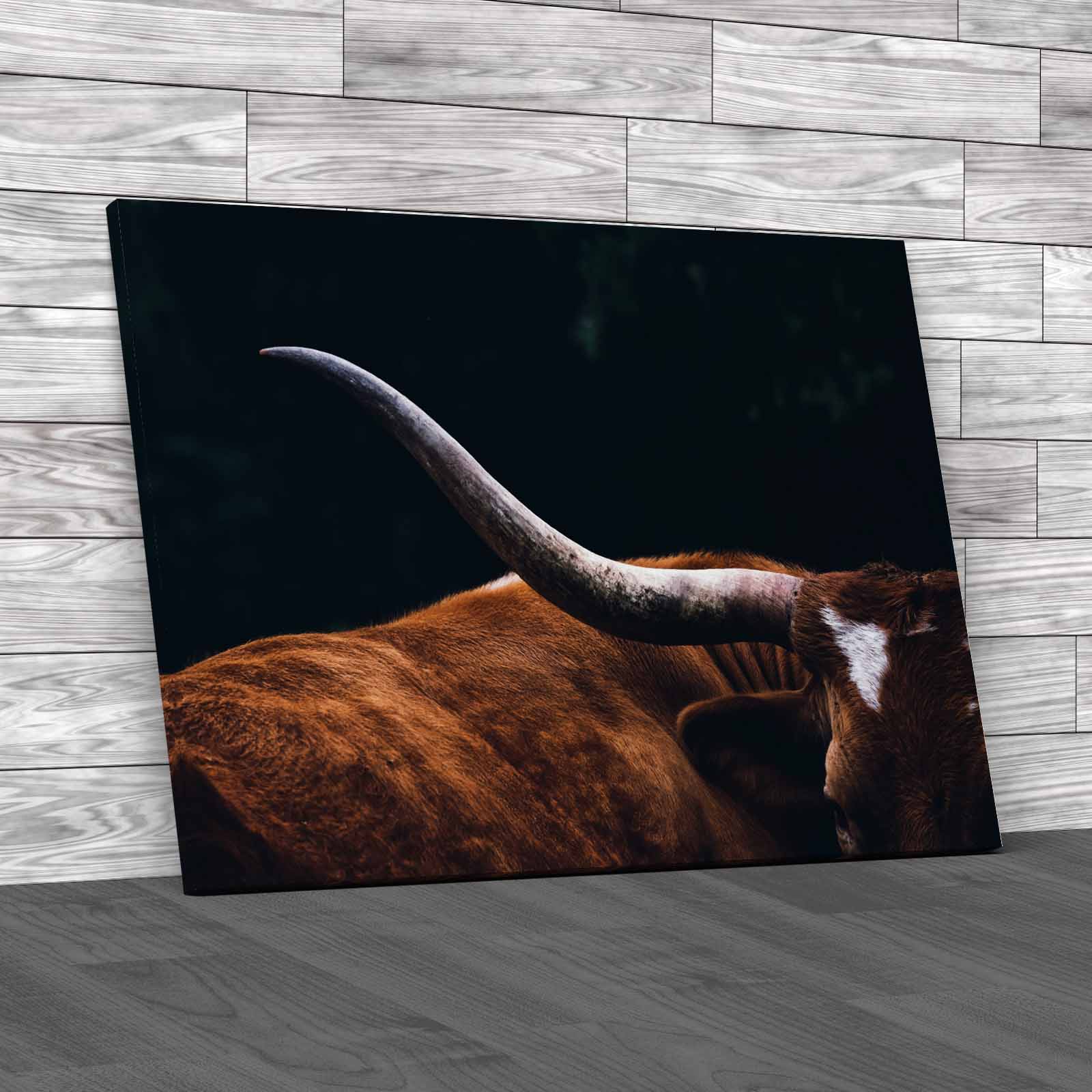 Texas Longhorn Cow Closeup On Farm Resting Canvas Print Large Picture Wall Art