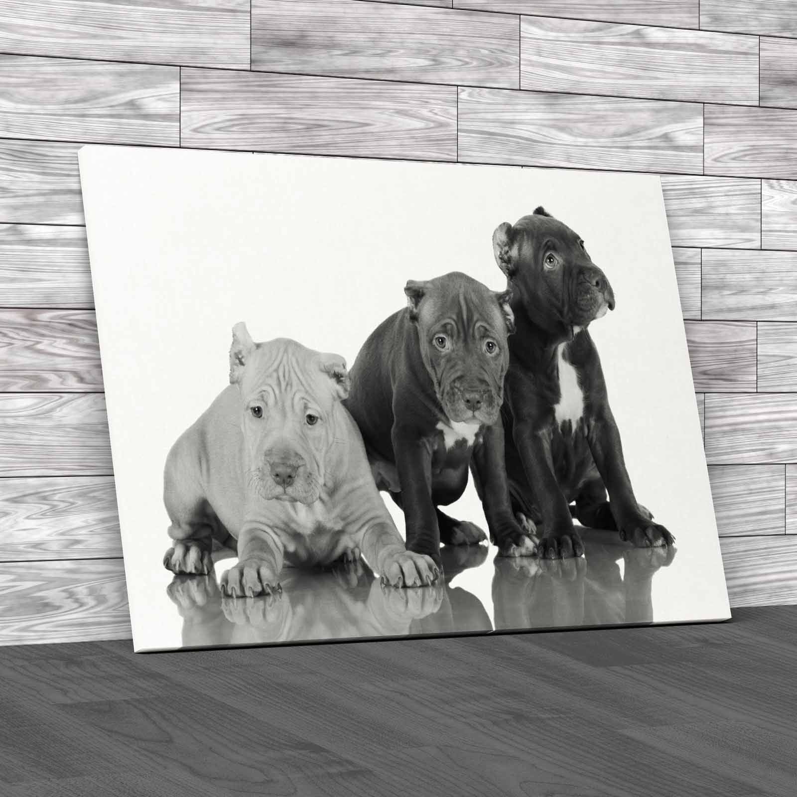 Adorable Cutear Pit Bull Puppies For Sale Canvas Print Large Picture Wall Art