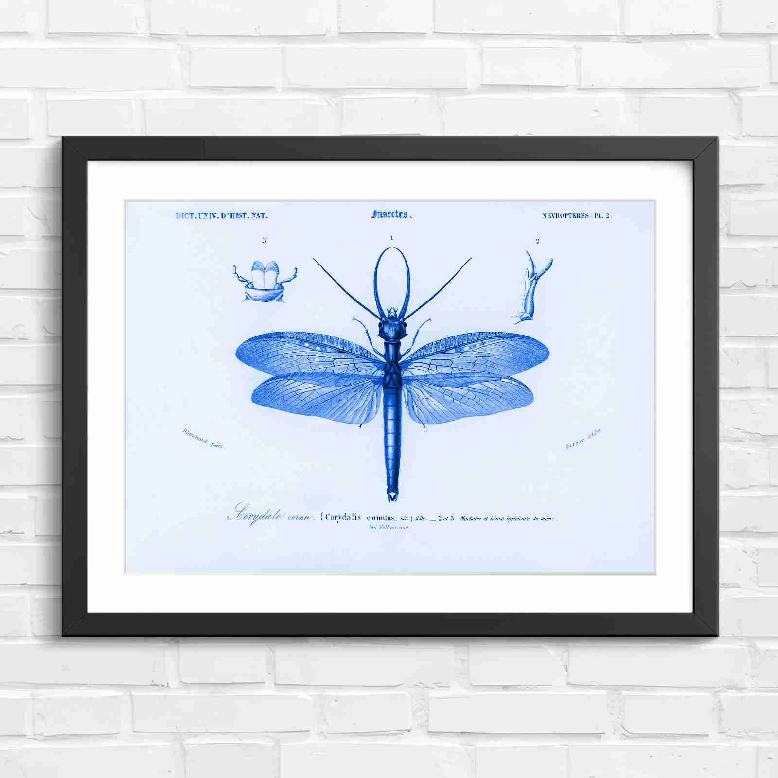 Antique Vintage Insect Corydalis - Blue in Black Frame