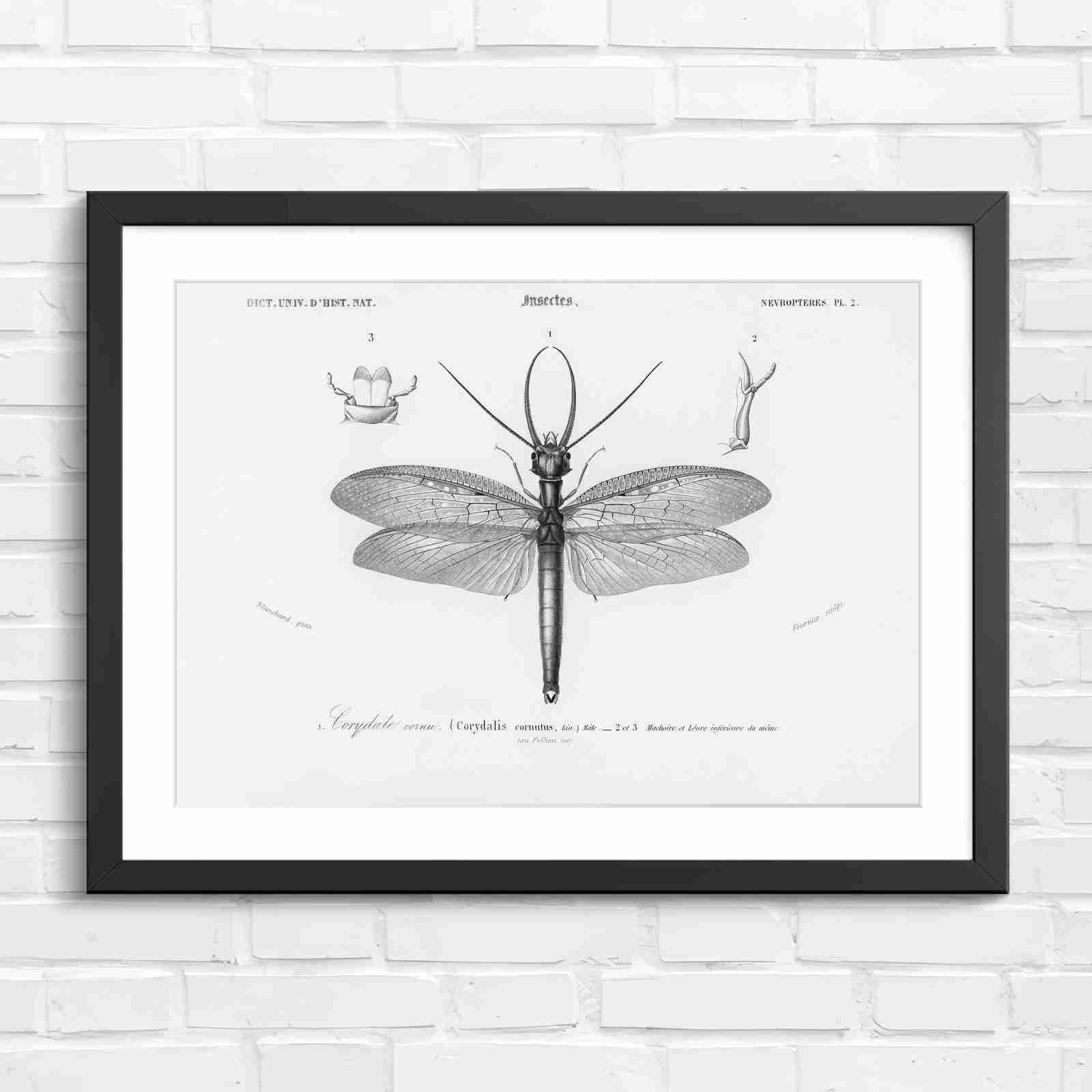 Antique Vintage Insect Corydalis - Black & White in Black Frame