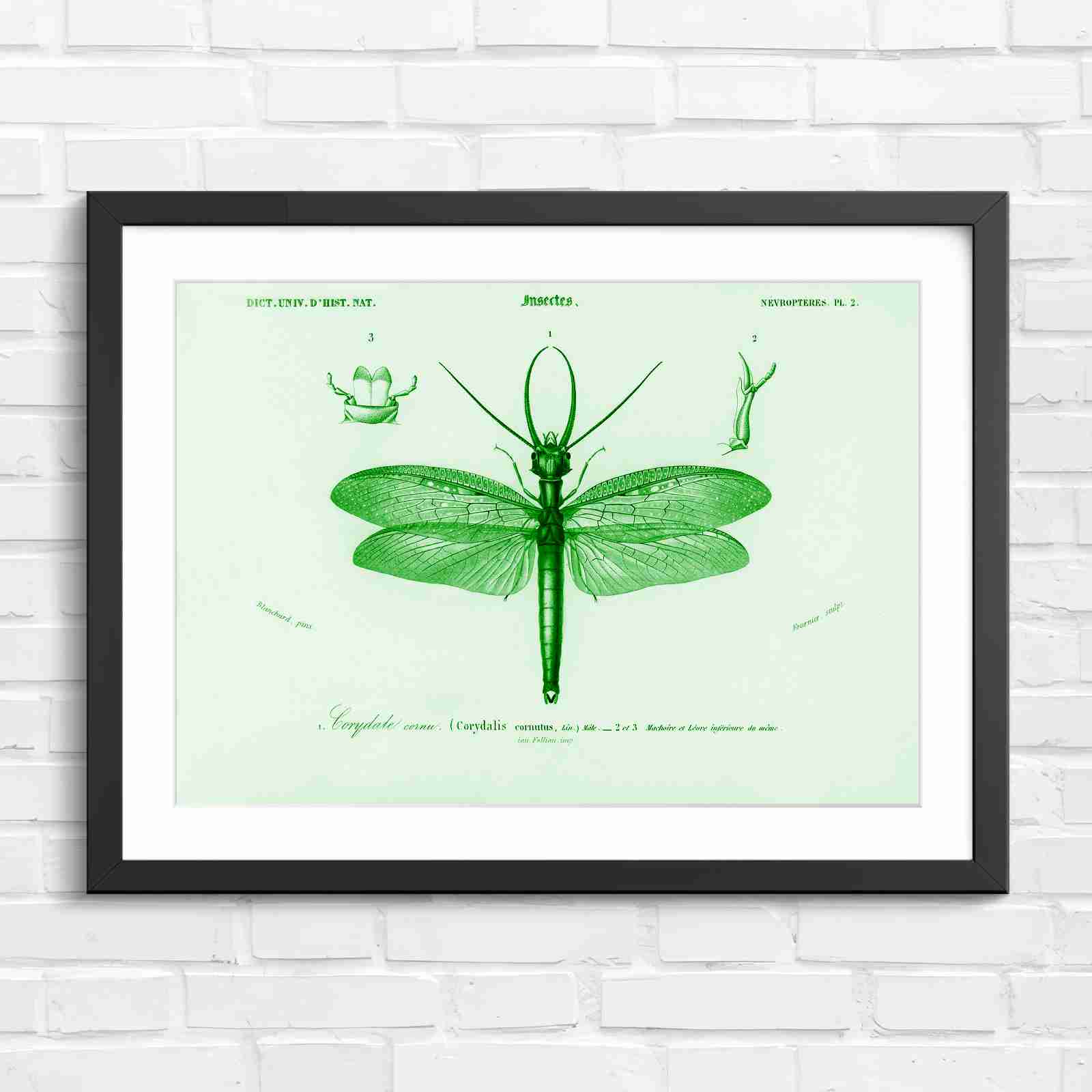 Antique Vintage Insect Corydalis - Green in Black Frame
