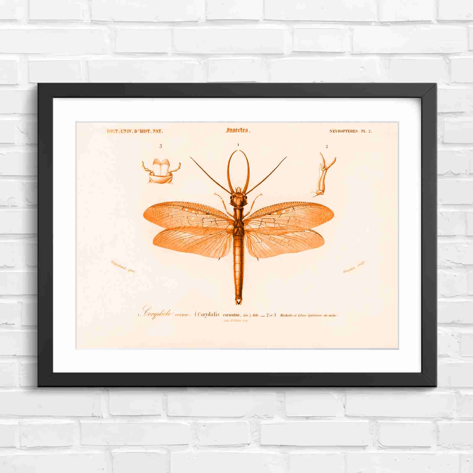 Antique Vintage Insect Corydalis - Orange in Black Frame