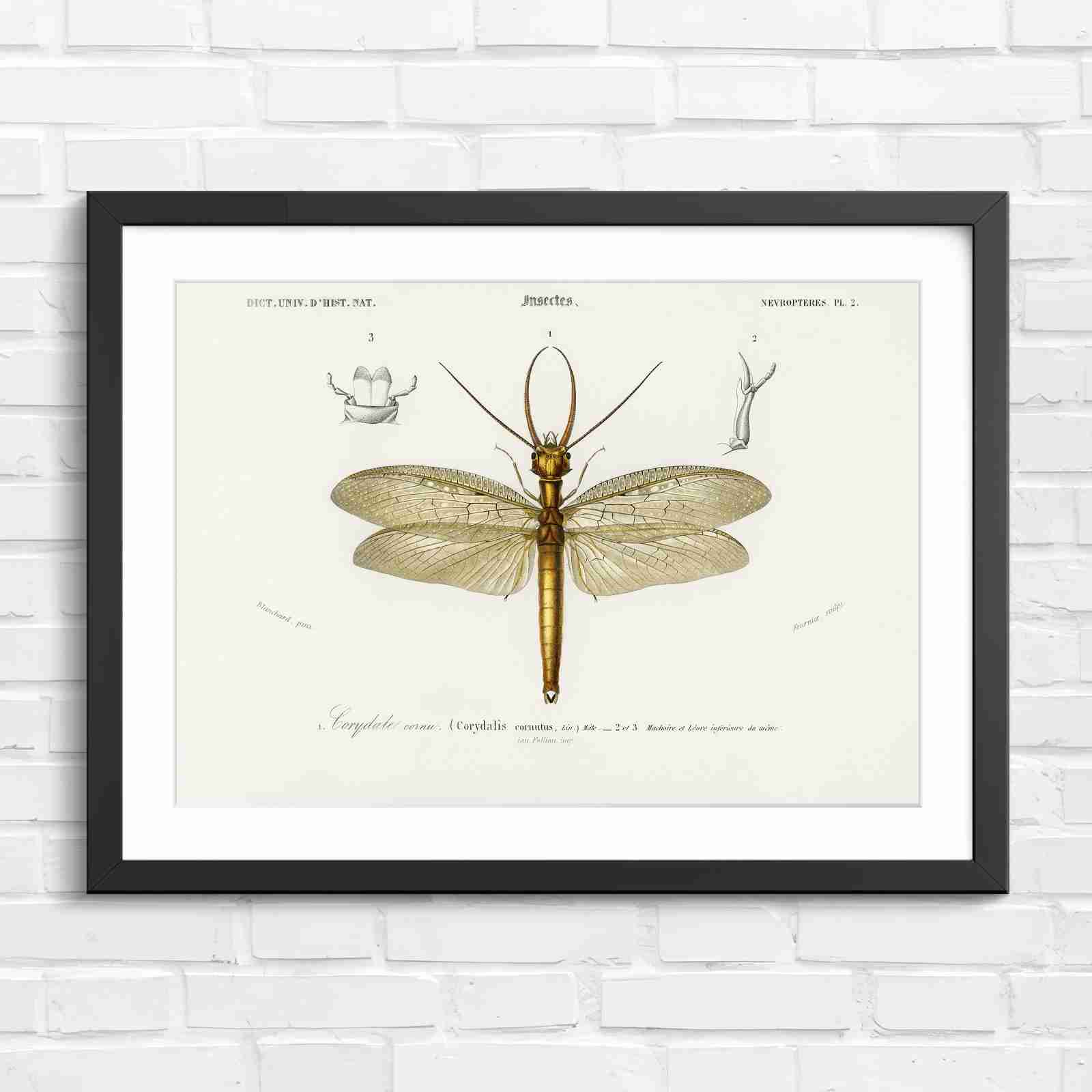 Antique Vintage Insect Corydalis - Original in Black Frame