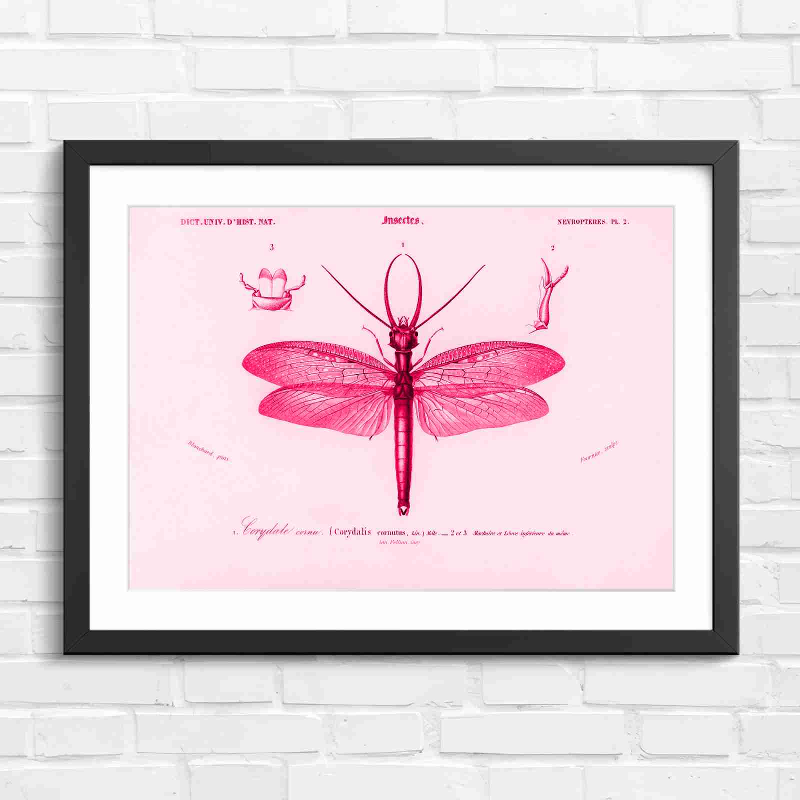 Antique Vintage Insect Corydalis - Pink in Black Frame