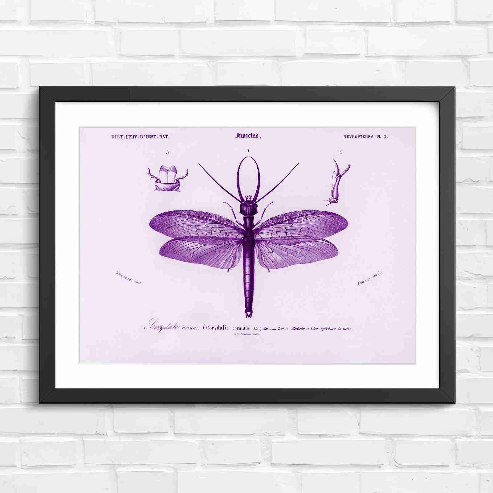 Antique Vintage Insect Corydalis - Purple in Black Frame