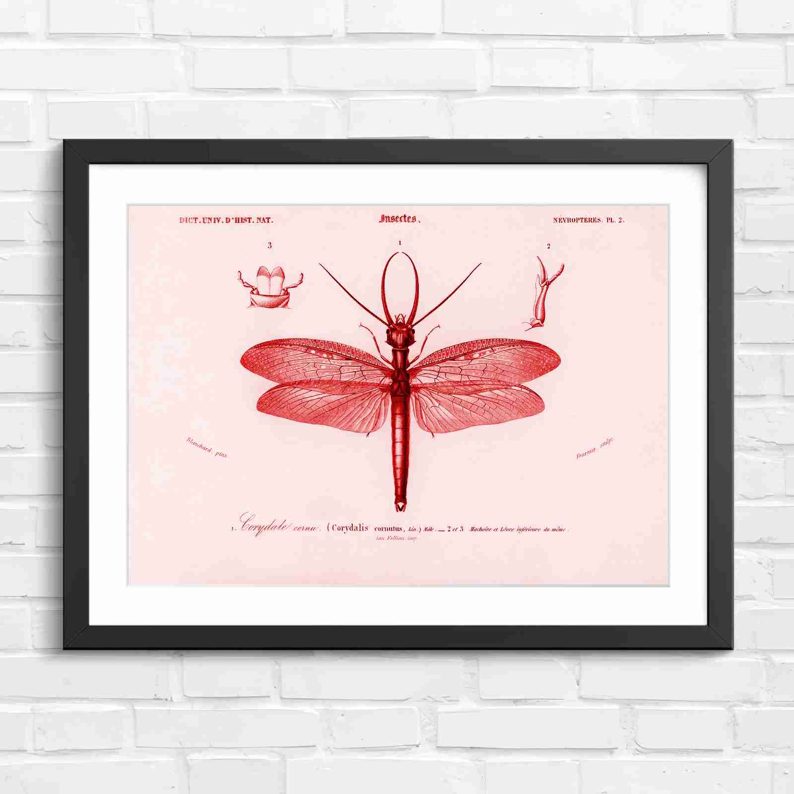 Antique Vintage Insect Corydalis - Red in Black Frame