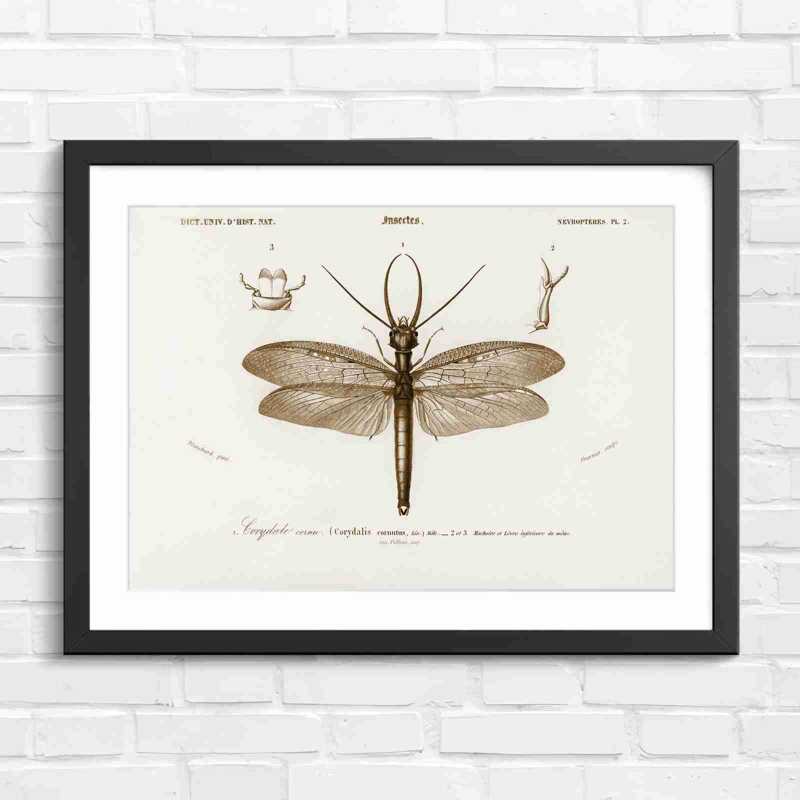 Antique Vintage Insect Corydalis - Sepia in Black Frame