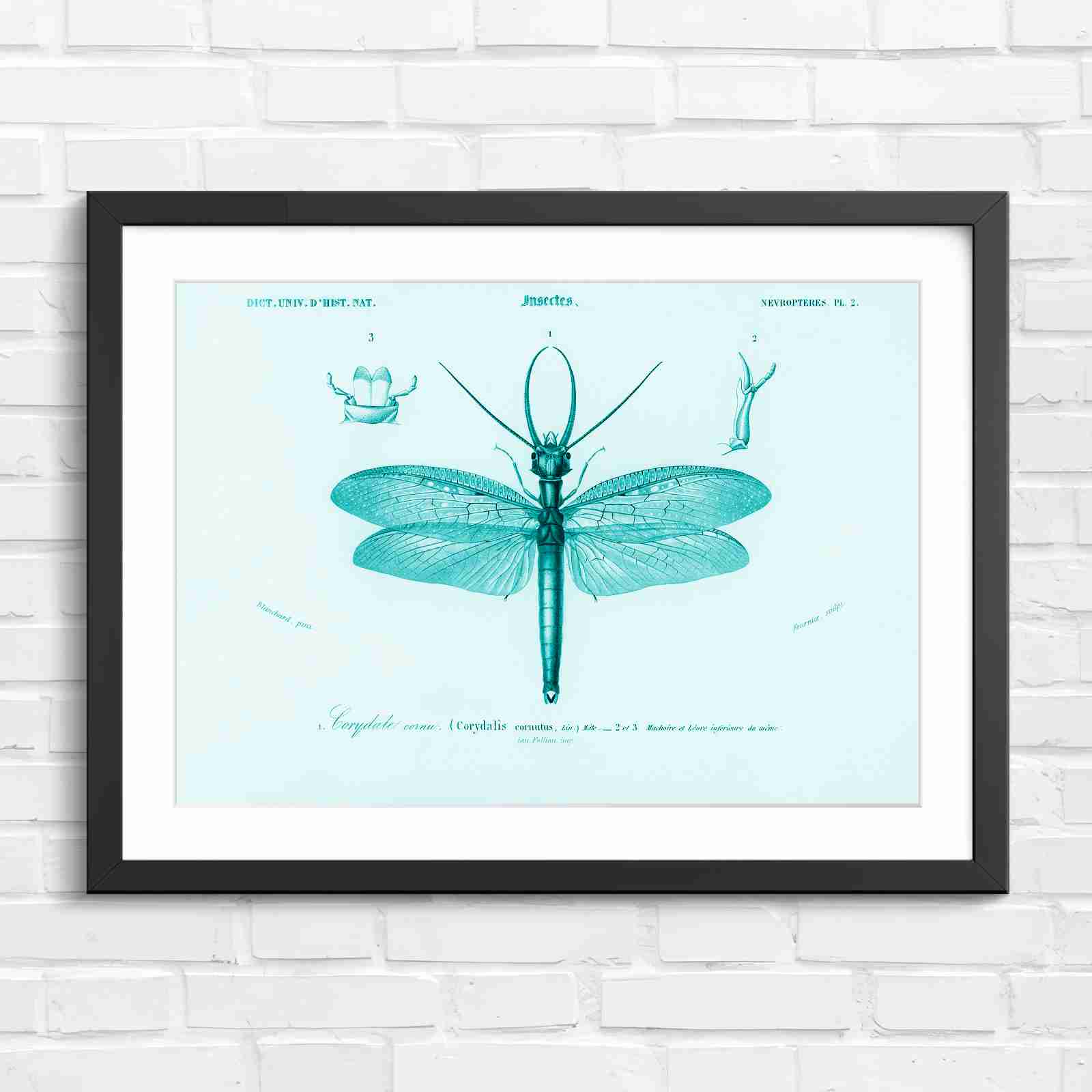 Antique Vintage Insect Corydalis - Teal in Black Frame
