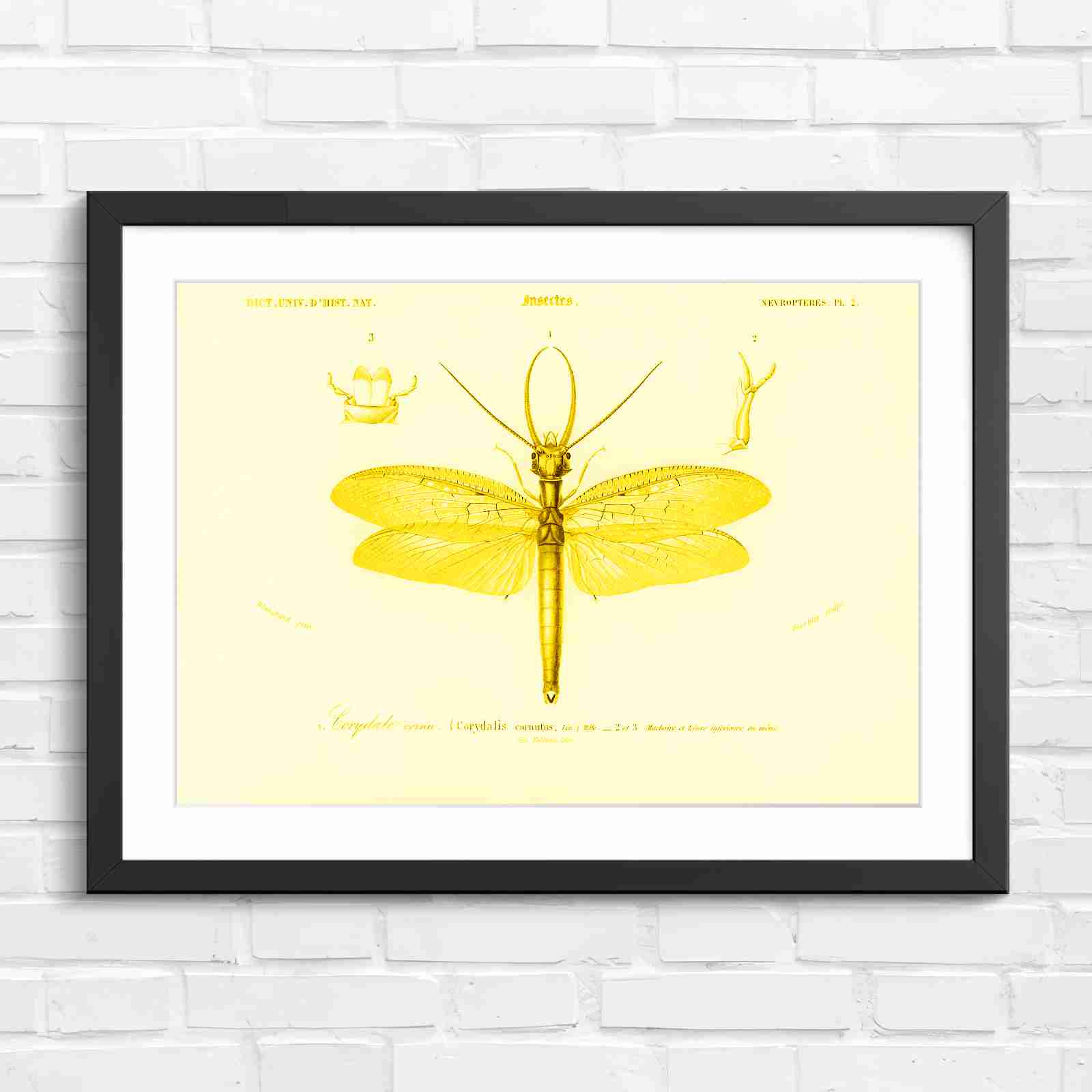 Antique Vintage Insect Corydalis - Yellow in Black Frame