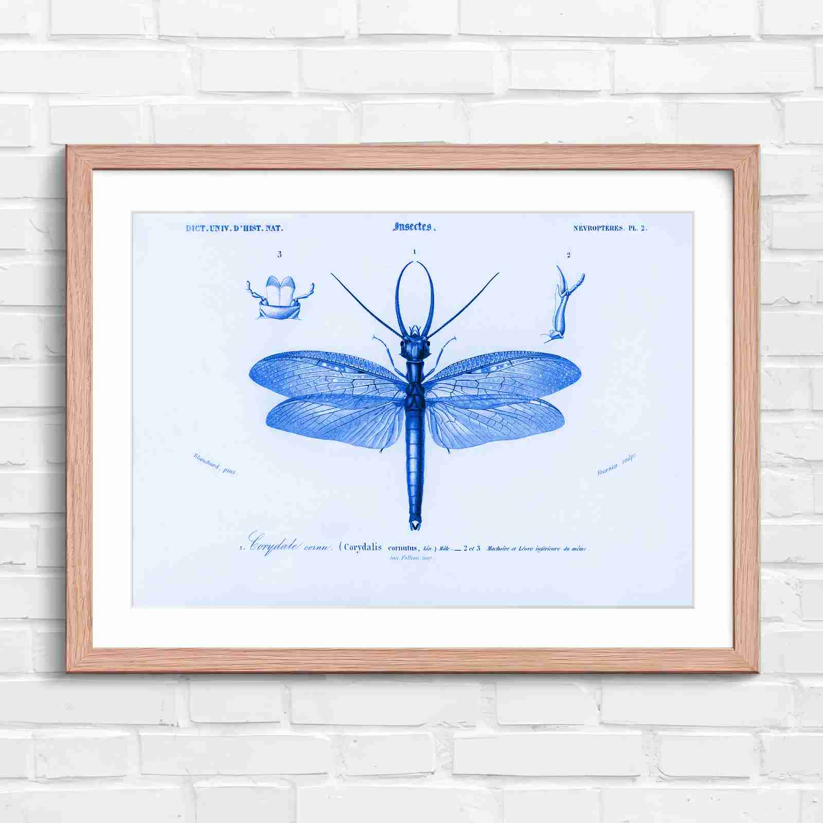 Antique Vintage Insect Corydalis - Blue in Oak Frame