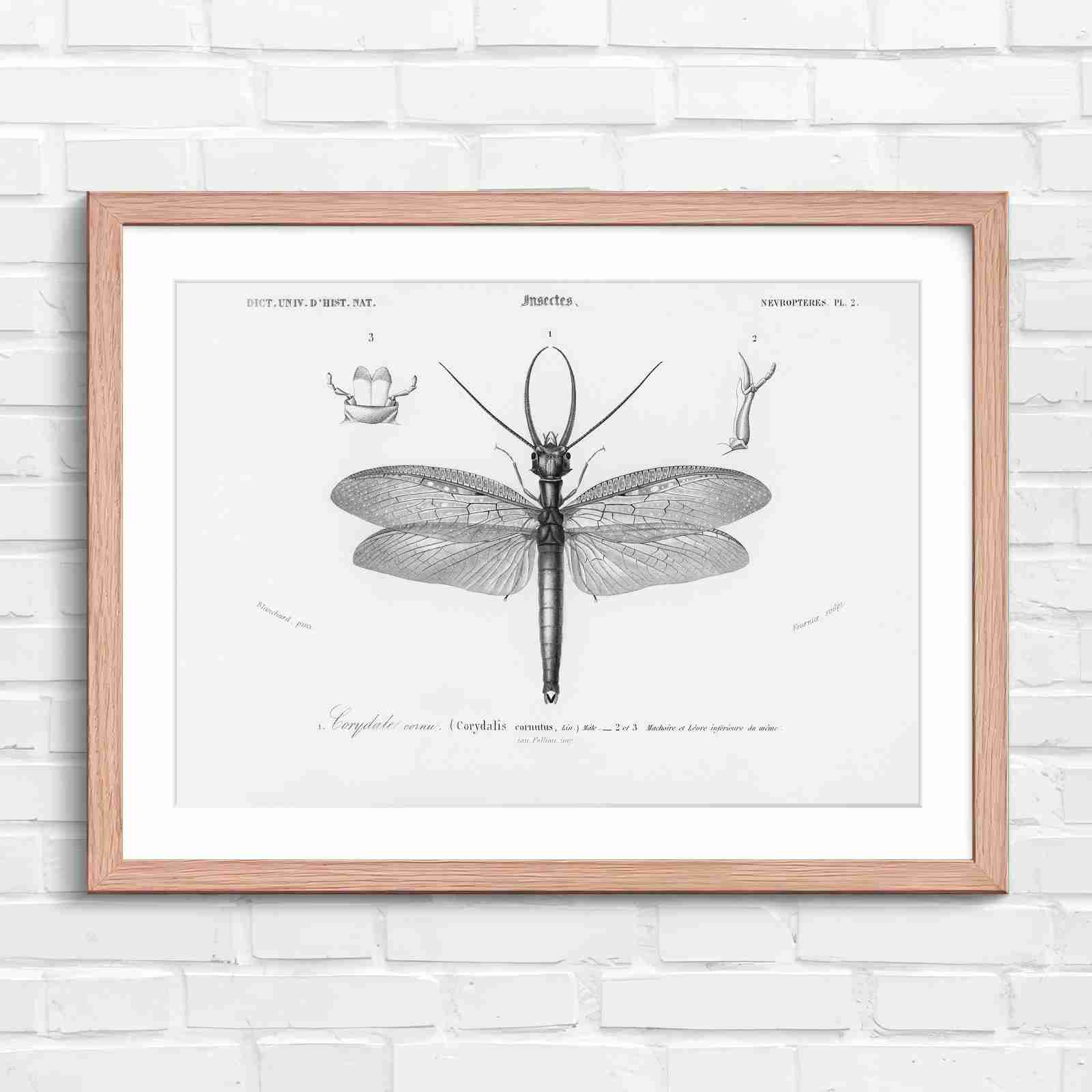Antique Vintage Insect Corydalis - Black & White in Oak Frame