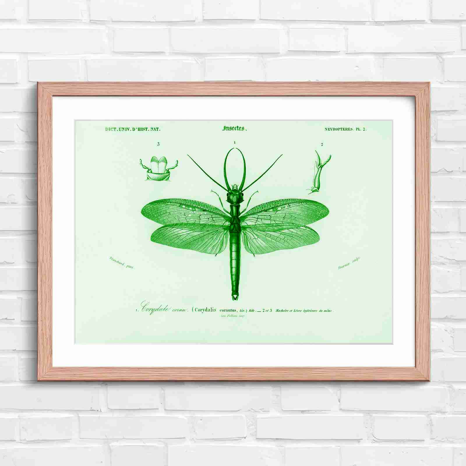 Antique Vintage Insect Corydalis - Green in Oak Frame