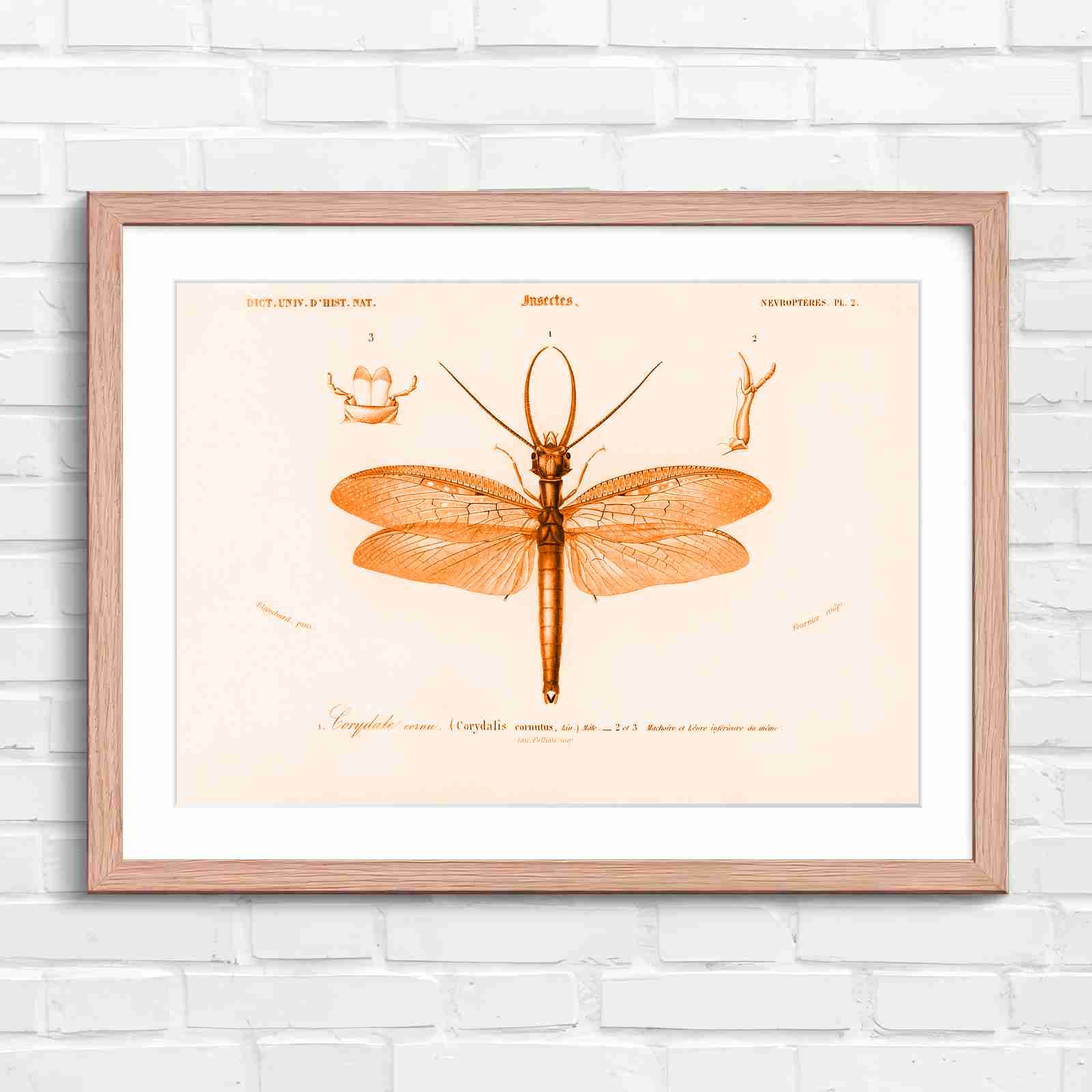 Antique Vintage Insect Corydalis - Orange in Oak Frame