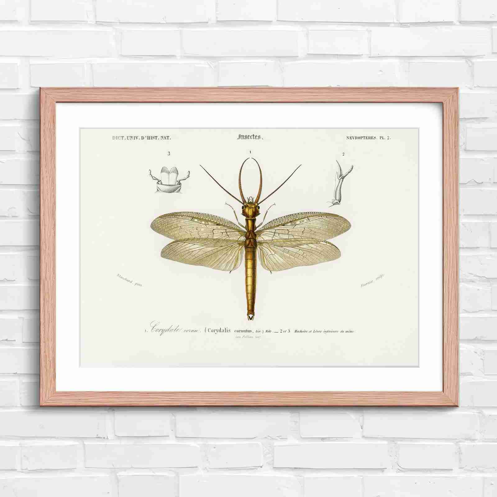 Antique Vintage Insect Corydalis - Original in Oak Frame