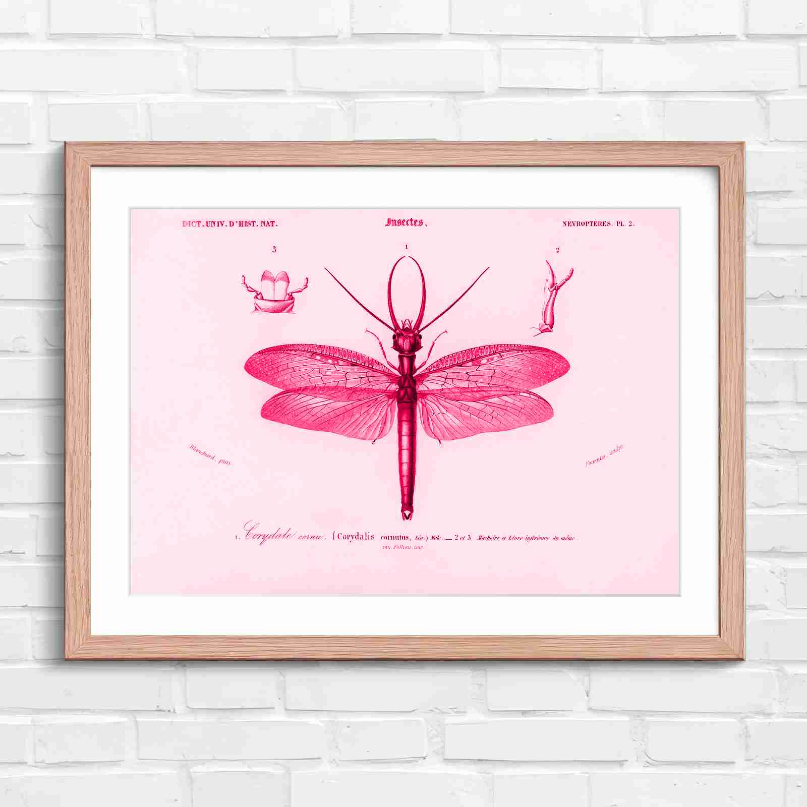 Antique Vintage Insect Corydalis - Pink in Oak Frame