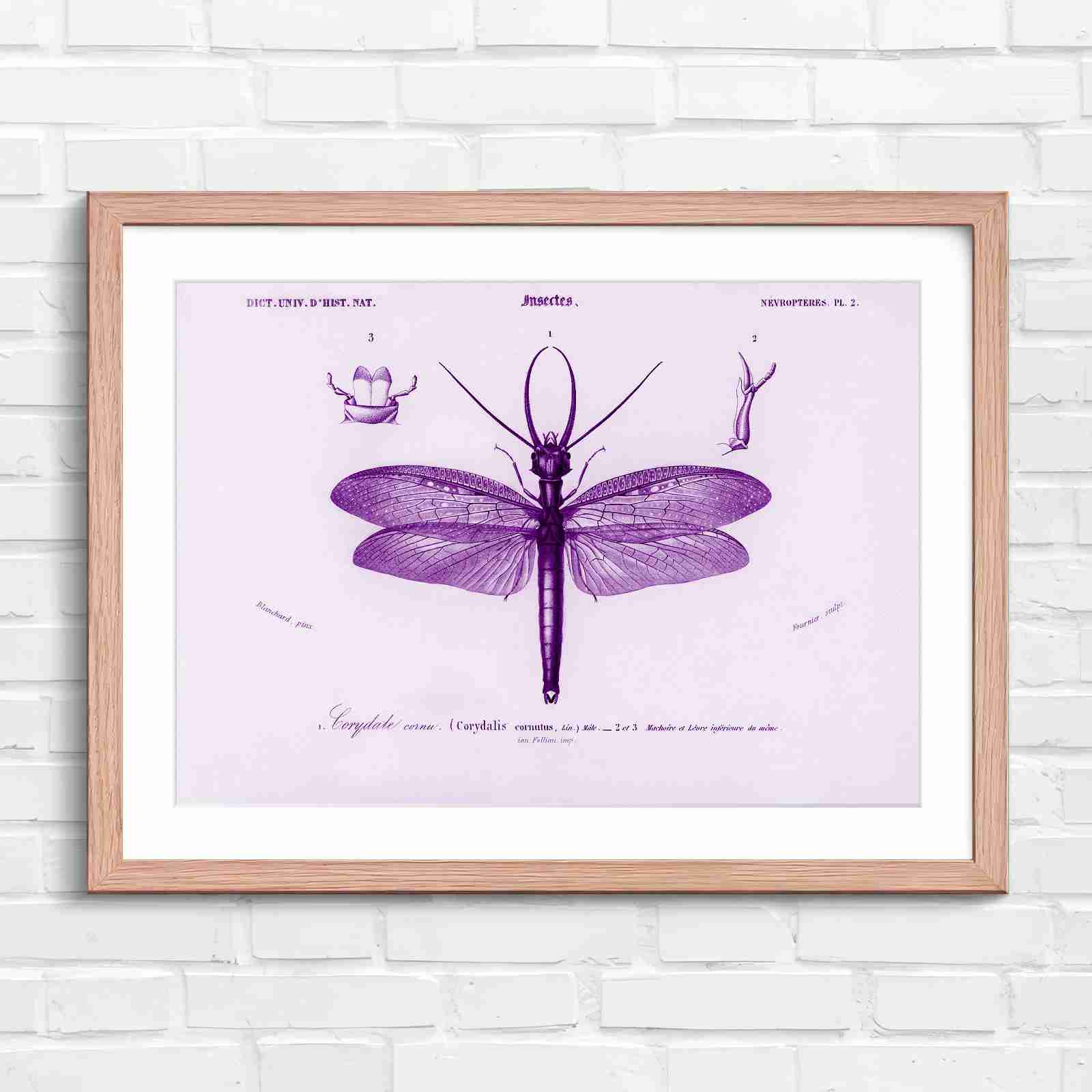 Antique Vintage Insect Corydalis - Purple in Oak Frame