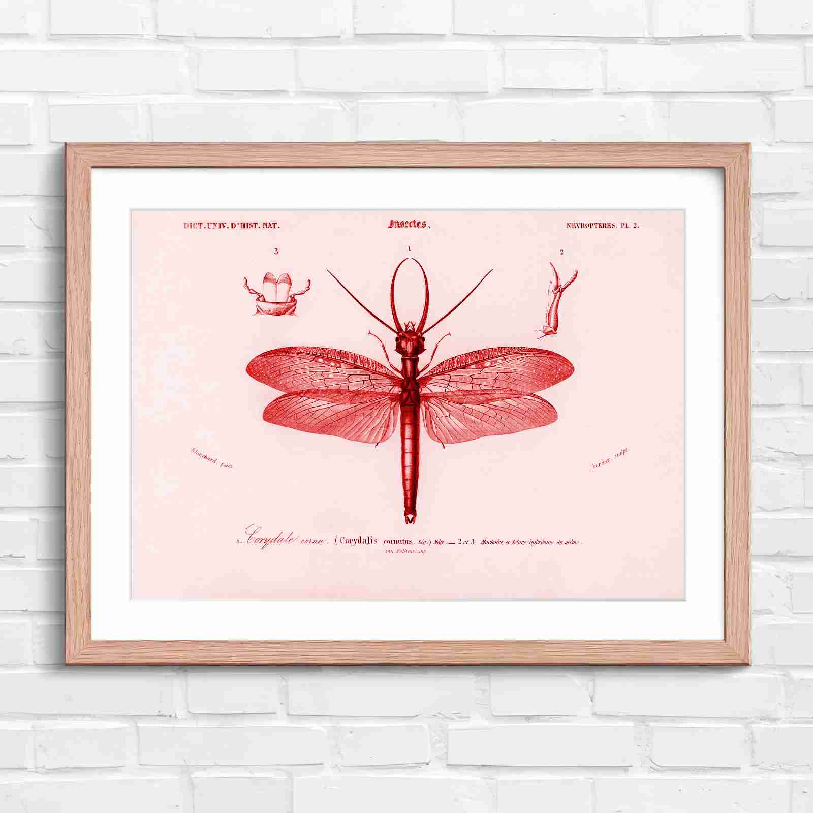 Antique Vintage Insect Corydalis - Red in Oak Frame