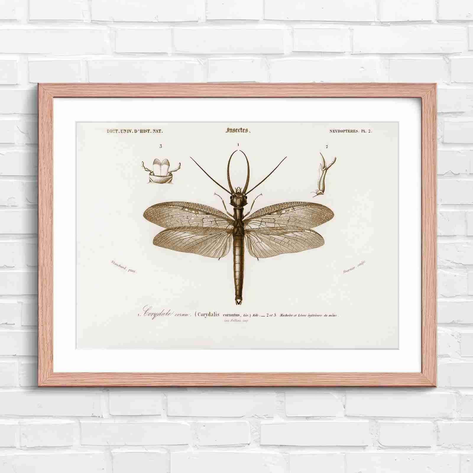 Antique Vintage Insect Corydalis - Sepia in Oak Frame