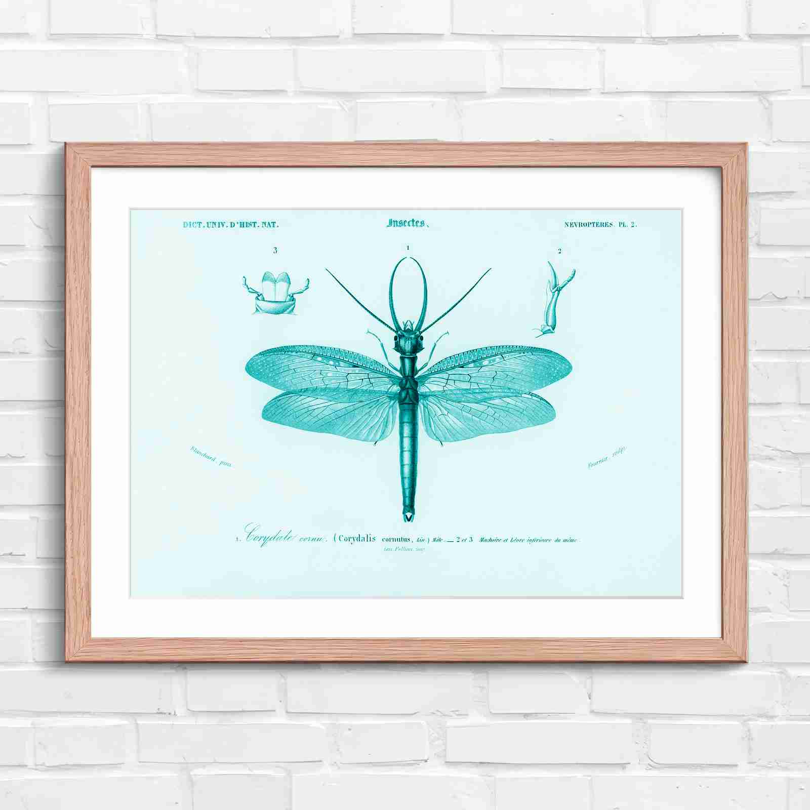 Antique Vintage Insect Corydalis - Teal in Oak Frame